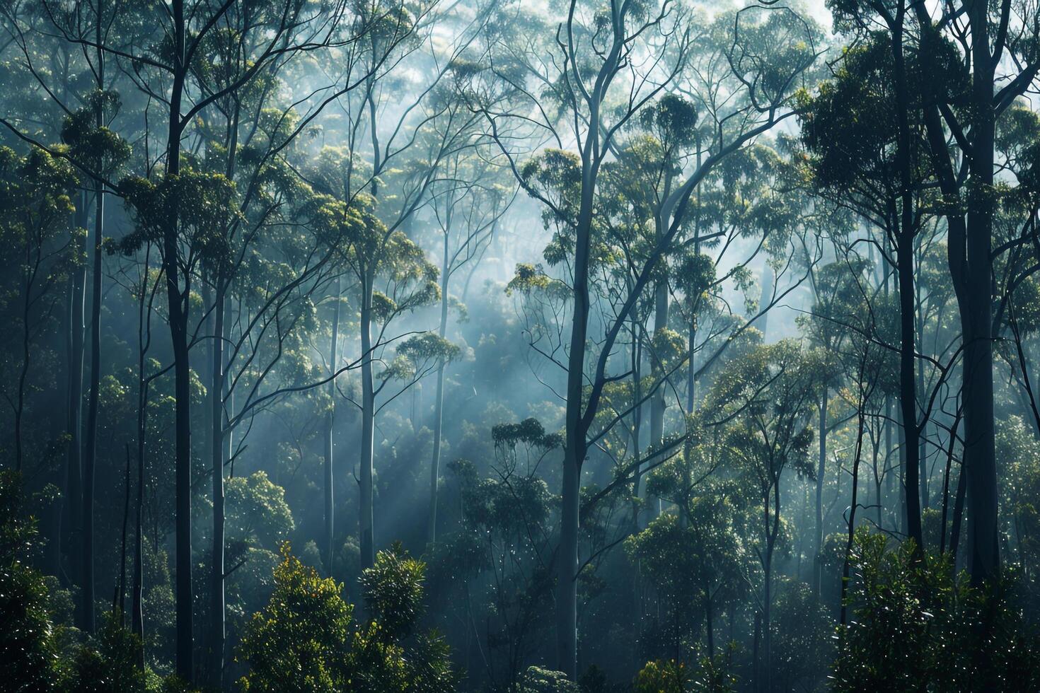 a forest with trees and sunlight shining through background photo