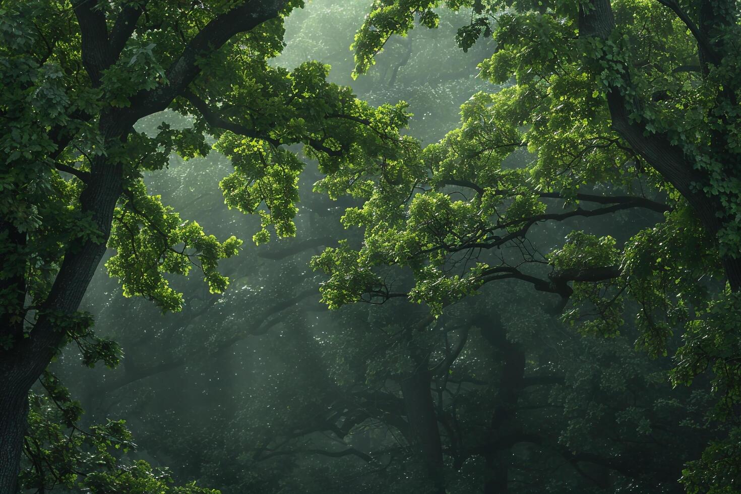 a forest with trees and a path through it background photo