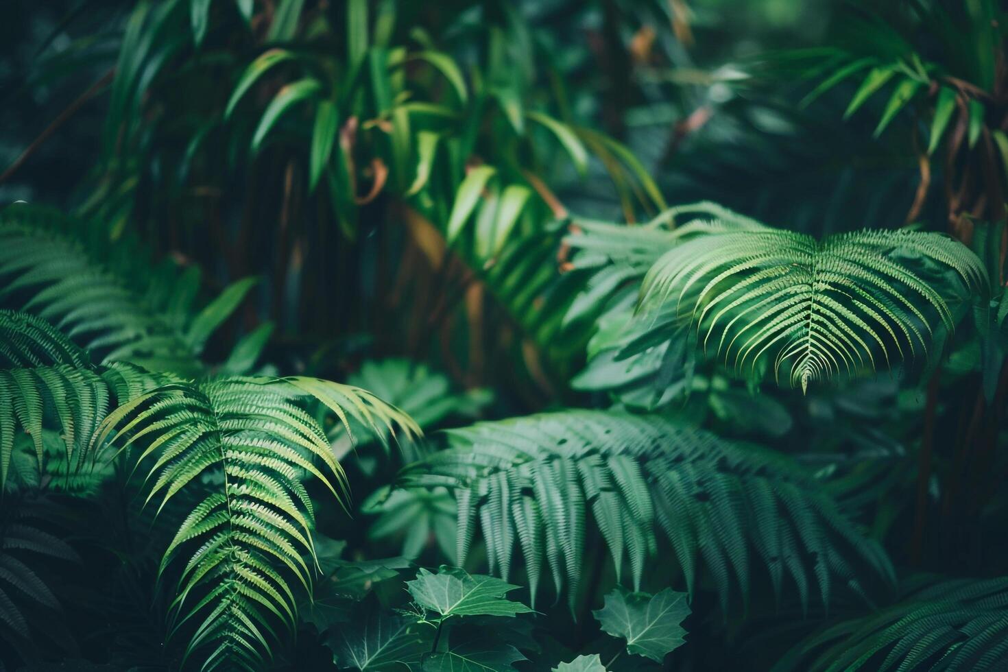 tropical plants in the jungle background photo