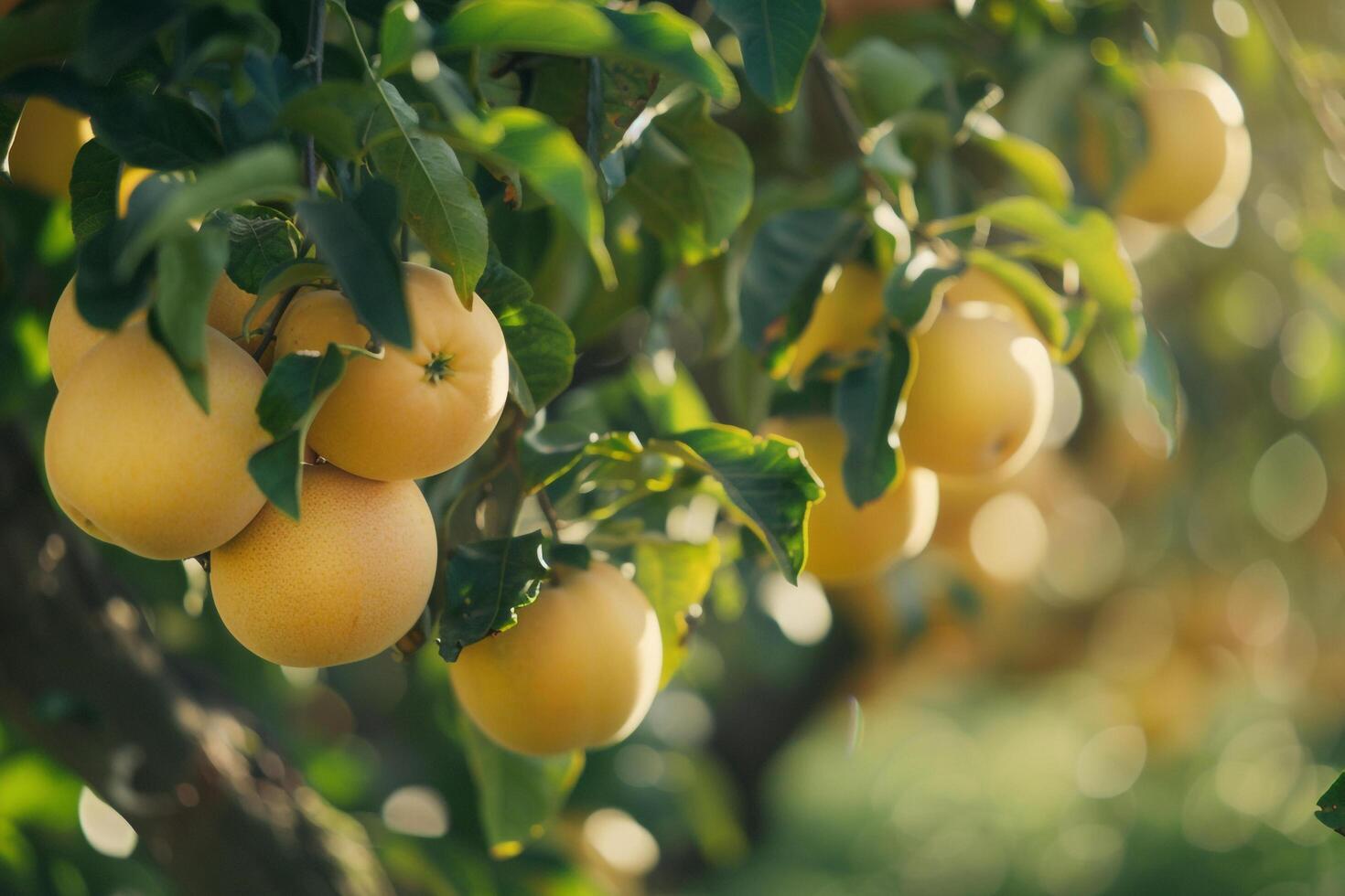 a bunch of ripe lemons on a tree background photo