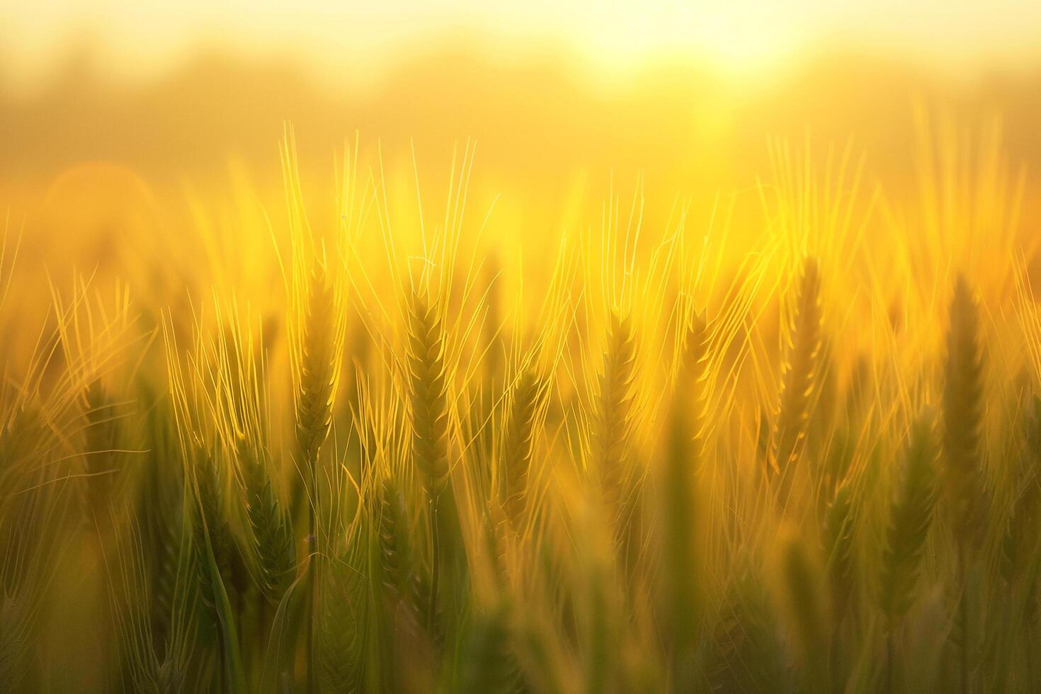 a field of wheat is shown in the sun background photo