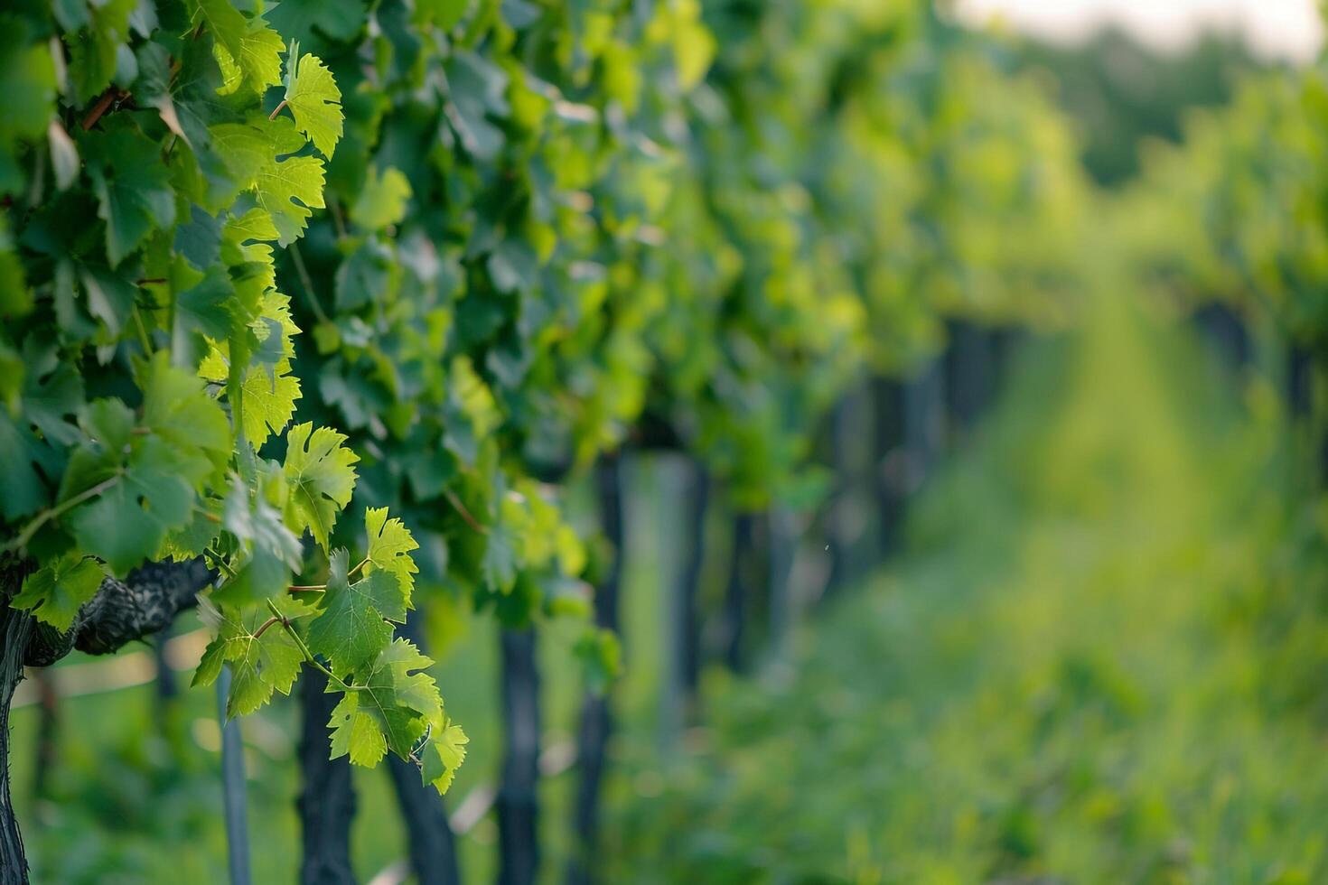 a row of green vines in a vineyard background photo