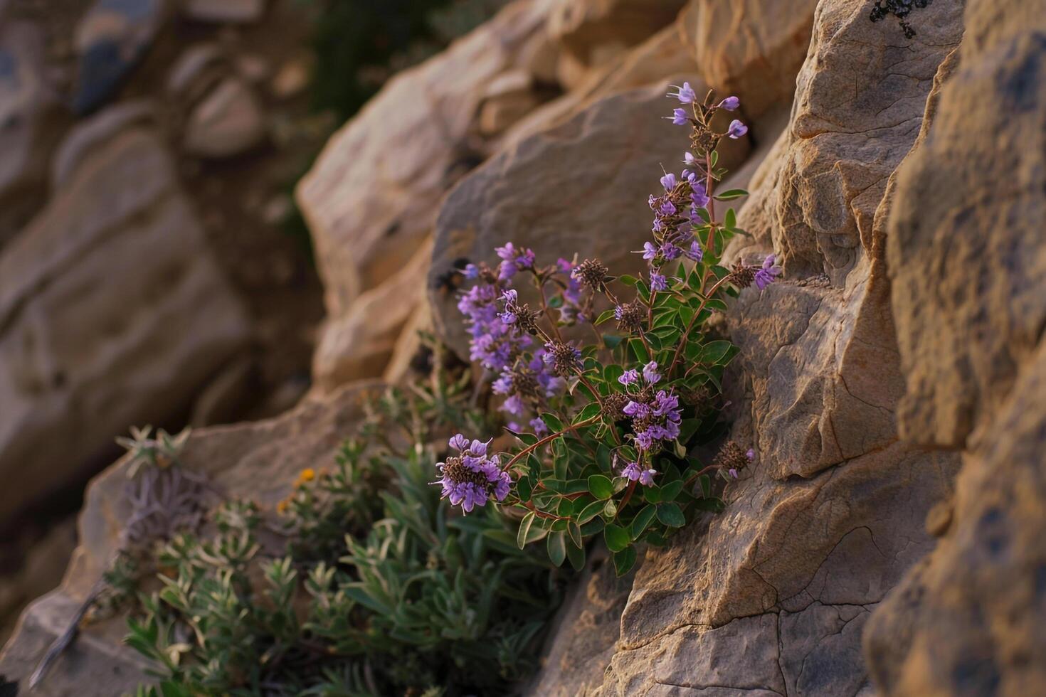 a small purple flower growing out of a rock background photo