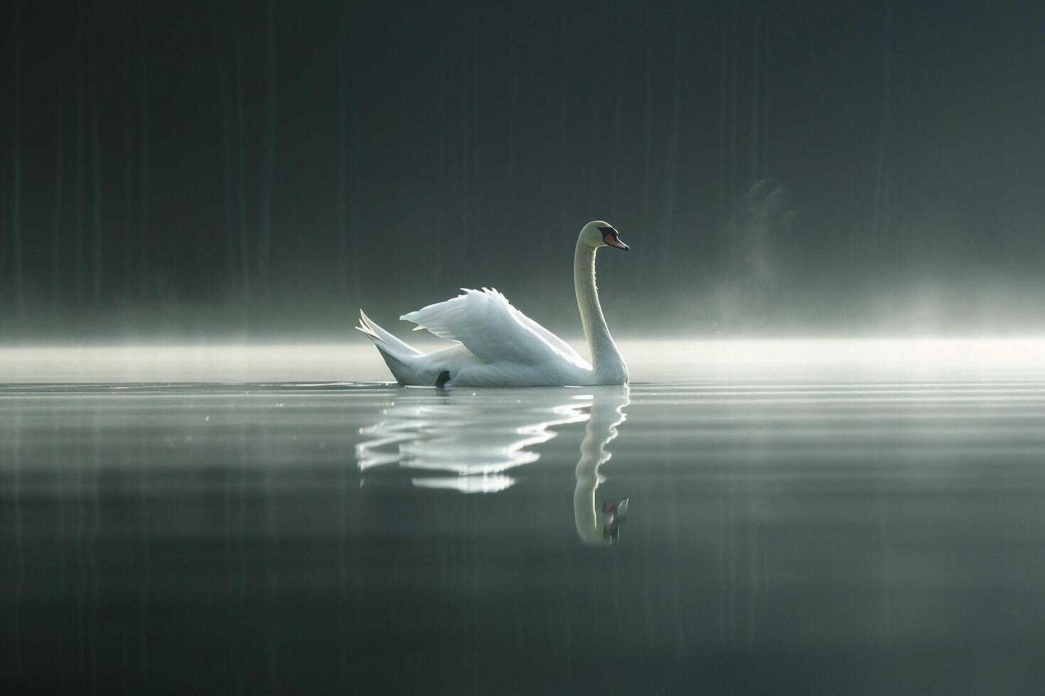 a swan floating on the water in a foggy morning background photo