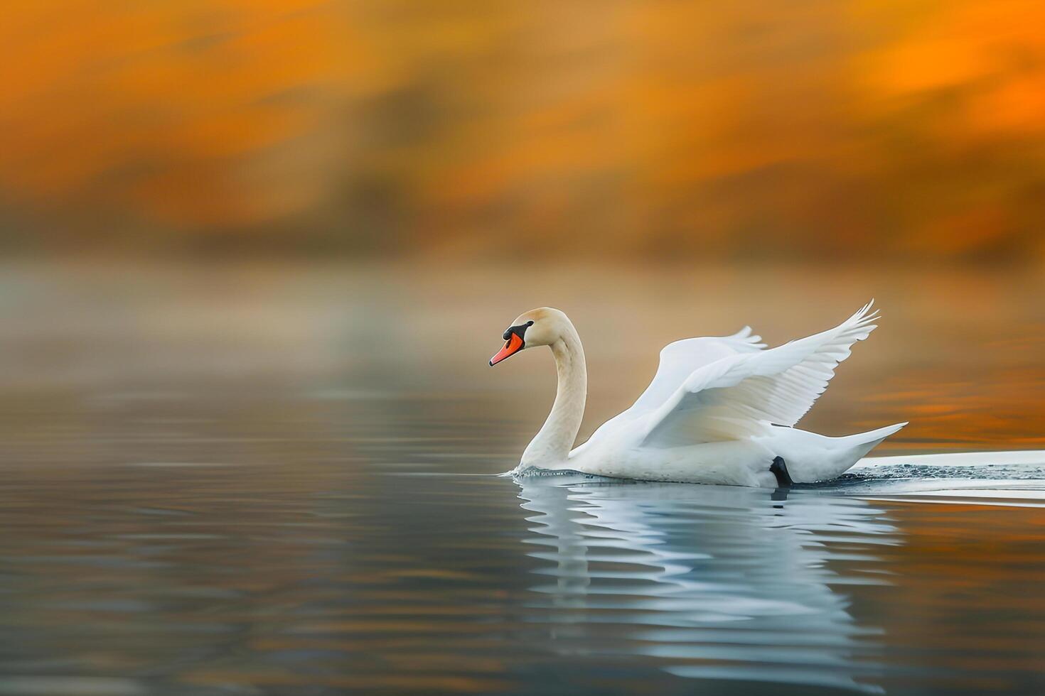 a swan is floating on the water background photo