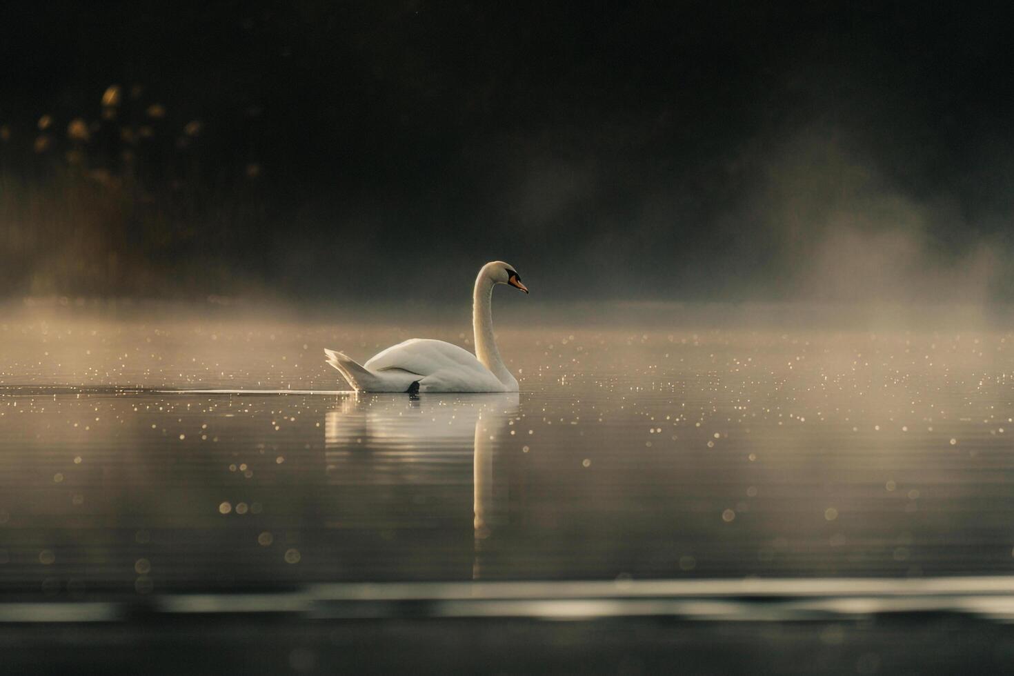 a swan is swimming in the water on a foggy day background photo