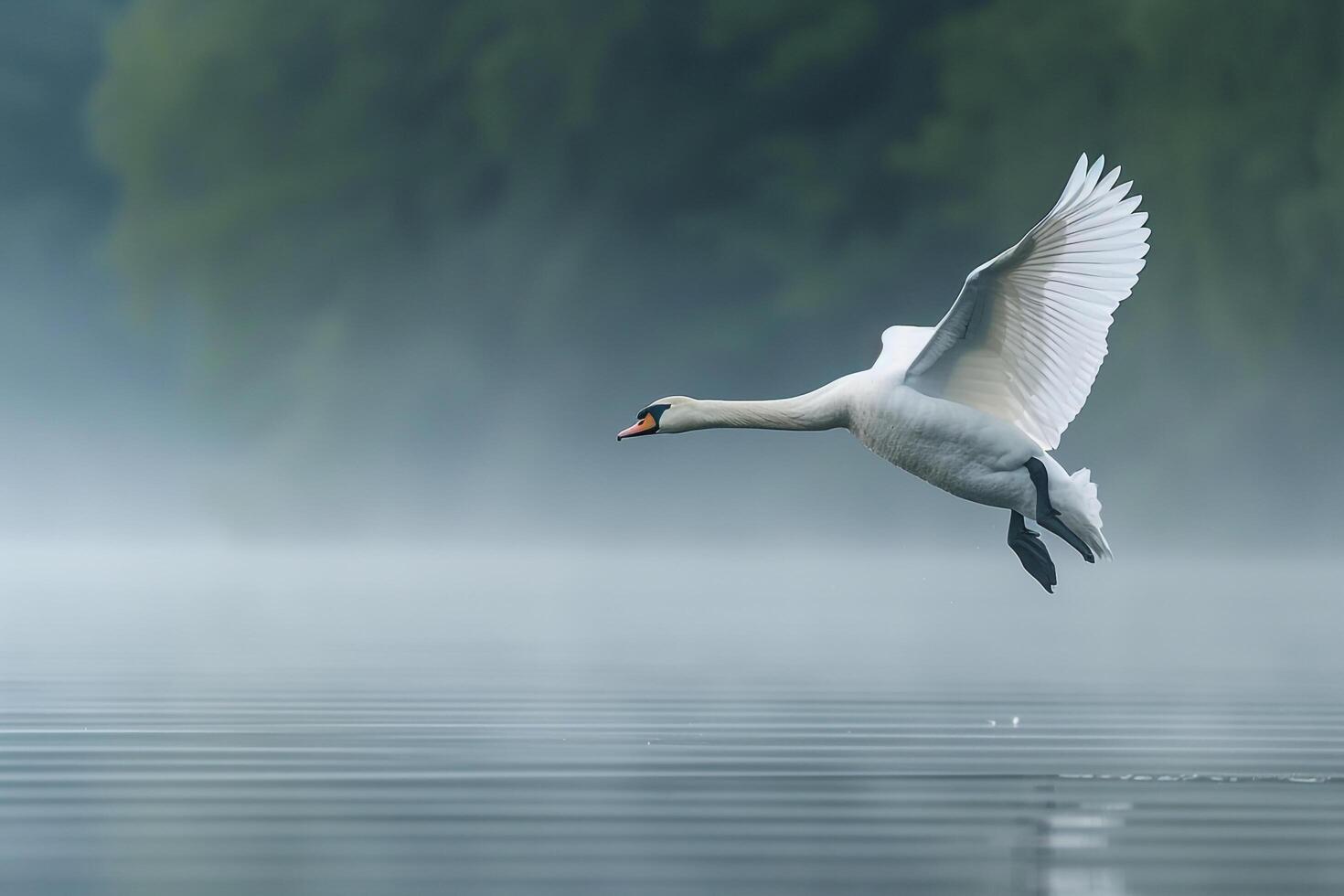 a swan flying over a lake on a foggy day background photo