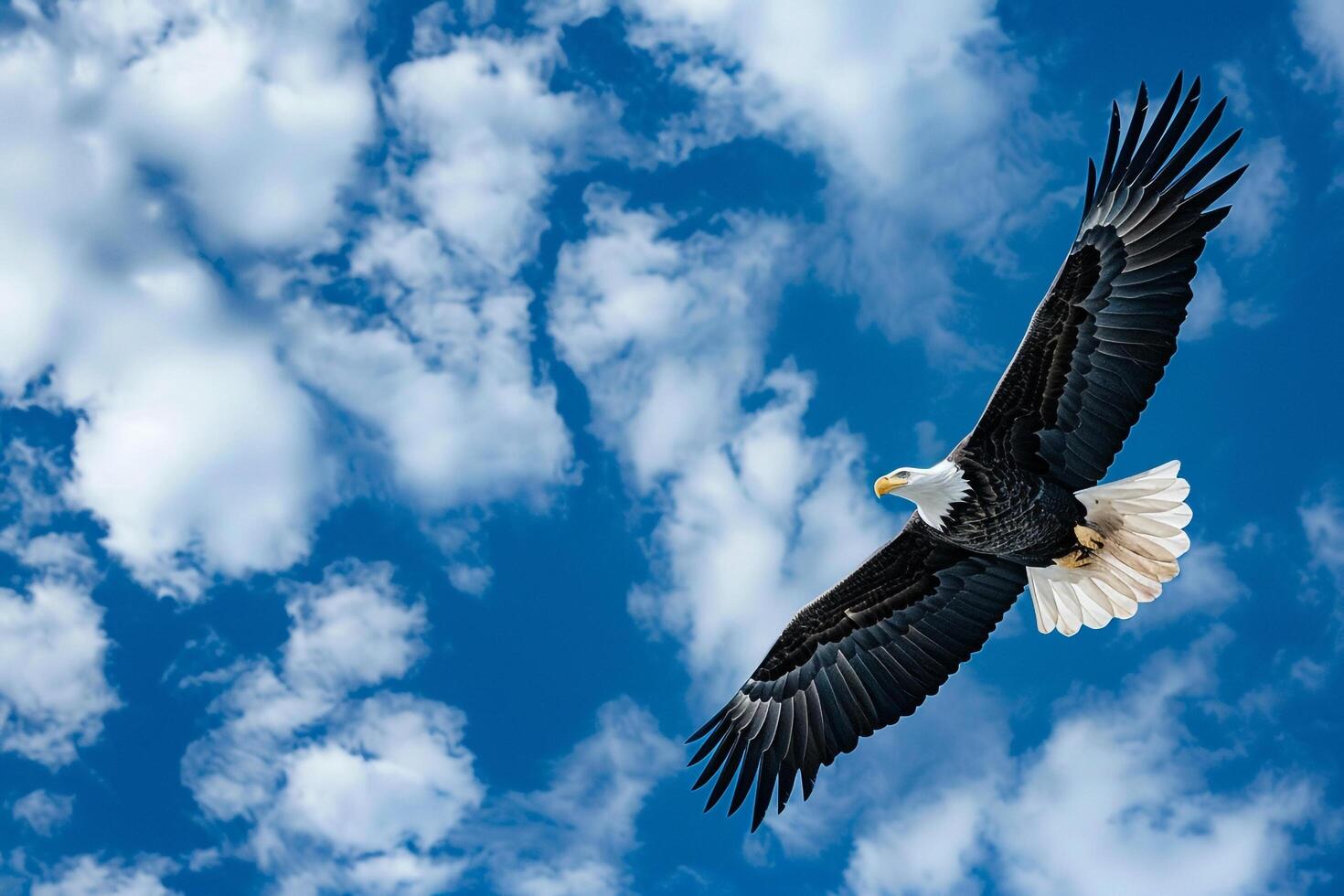 a bald eagle soaring in the blue sky background photo
