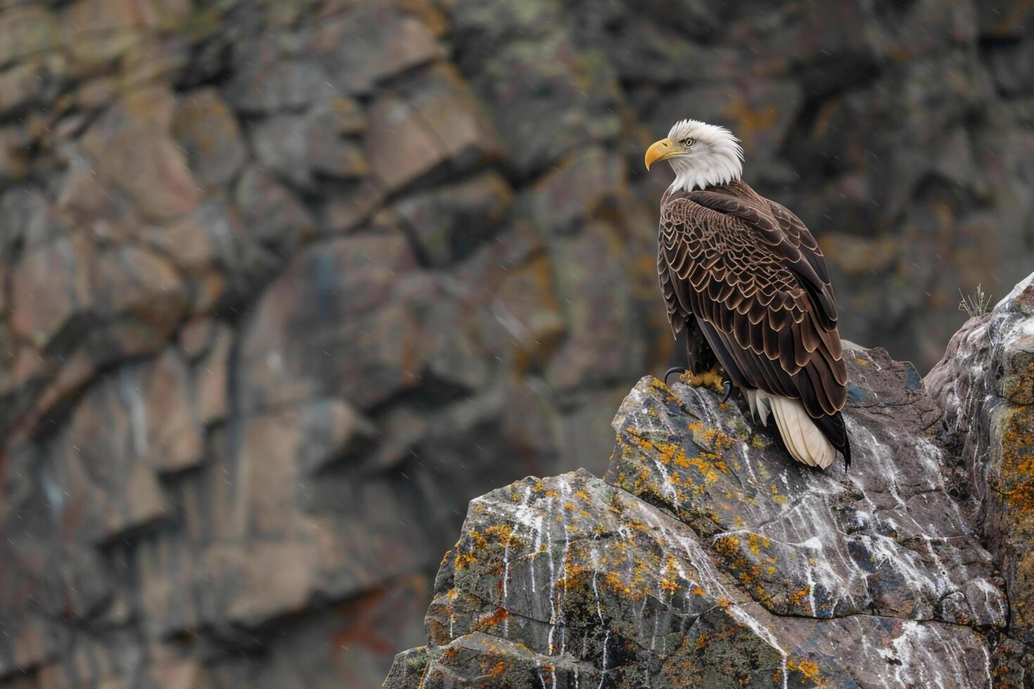 a bald eagle perched on a rock background photo