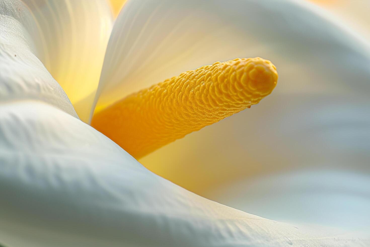 a white flower with yellow center background photo