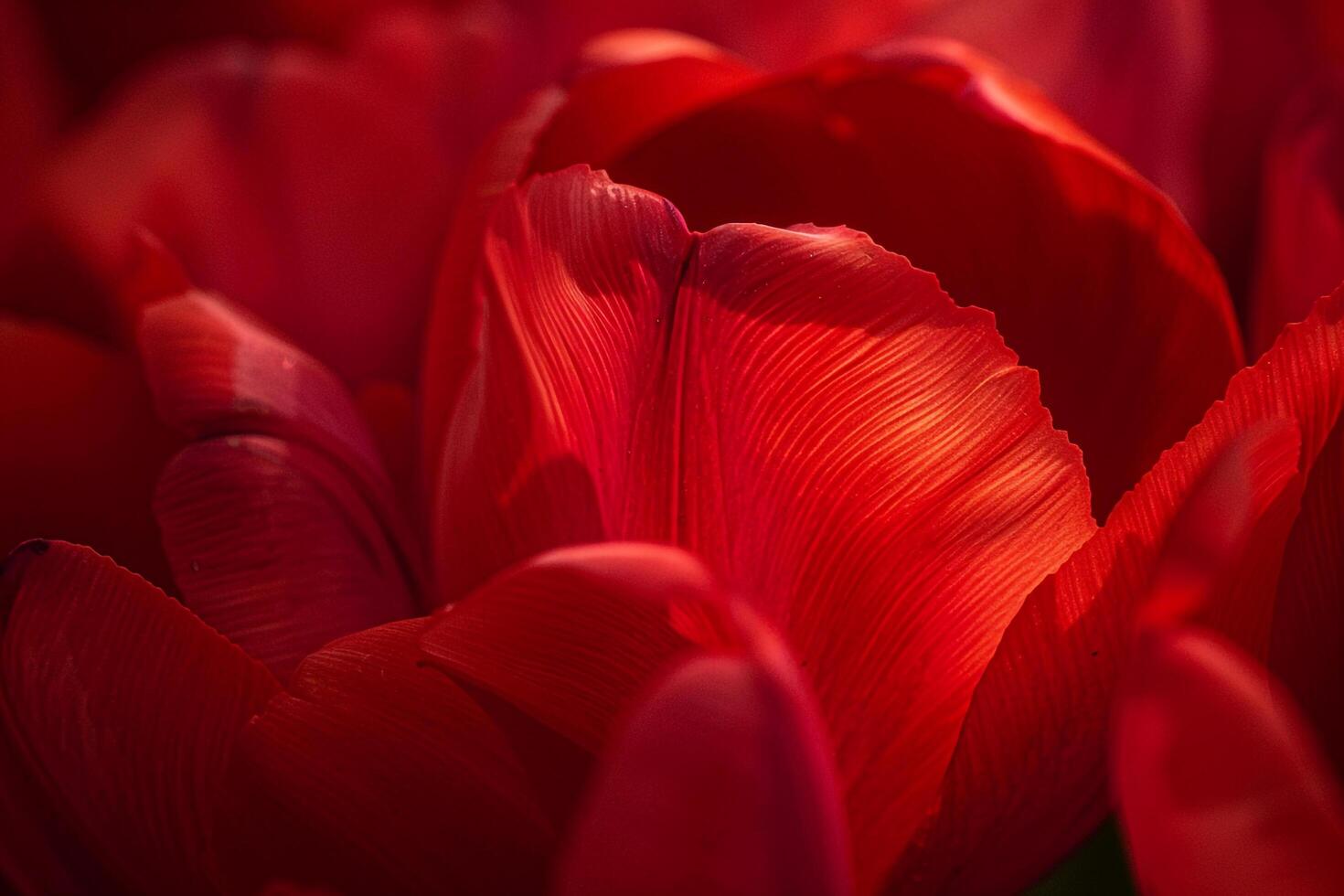 a bunch of red tulips photo