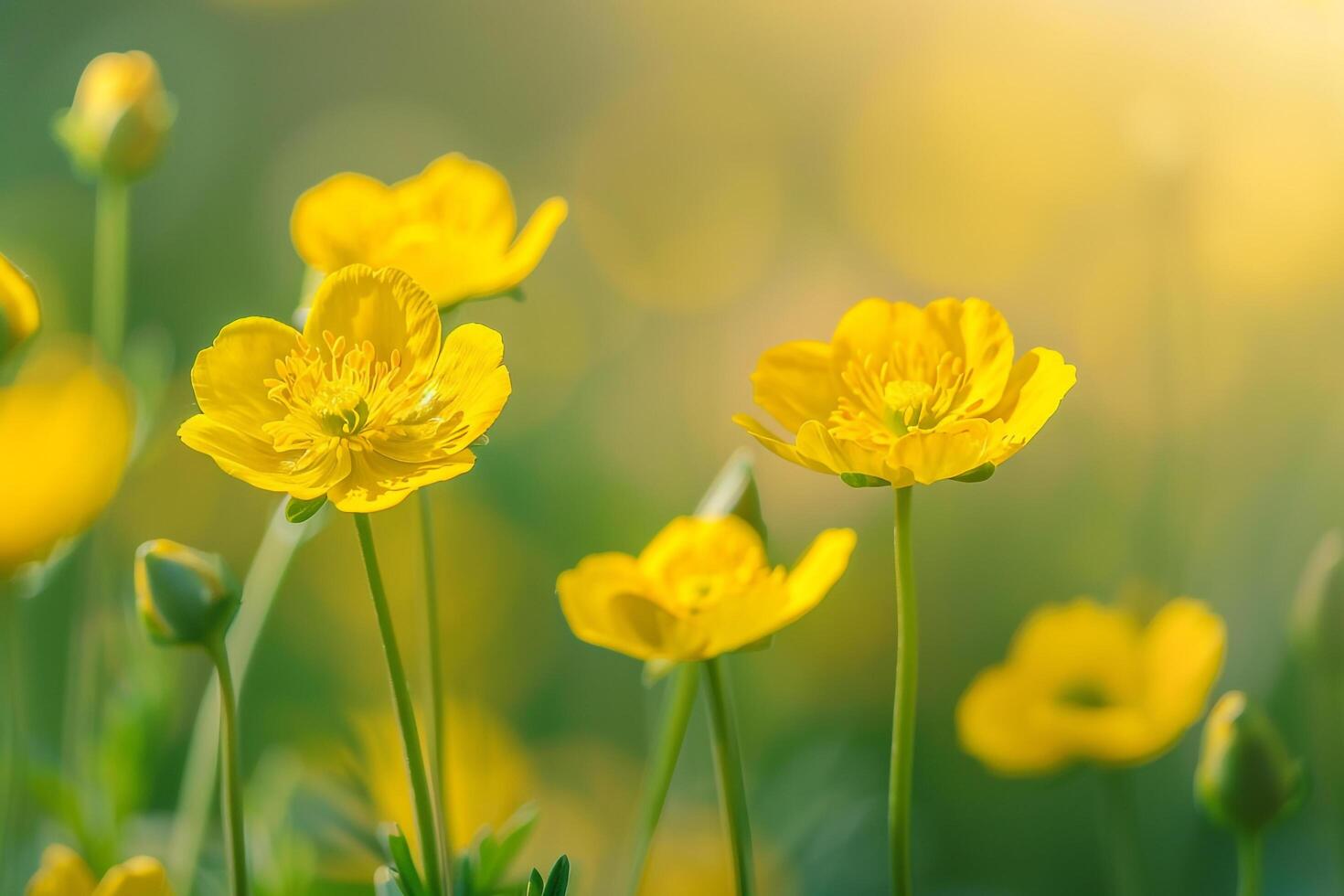 yellow flowers in a field with sunlight photo
