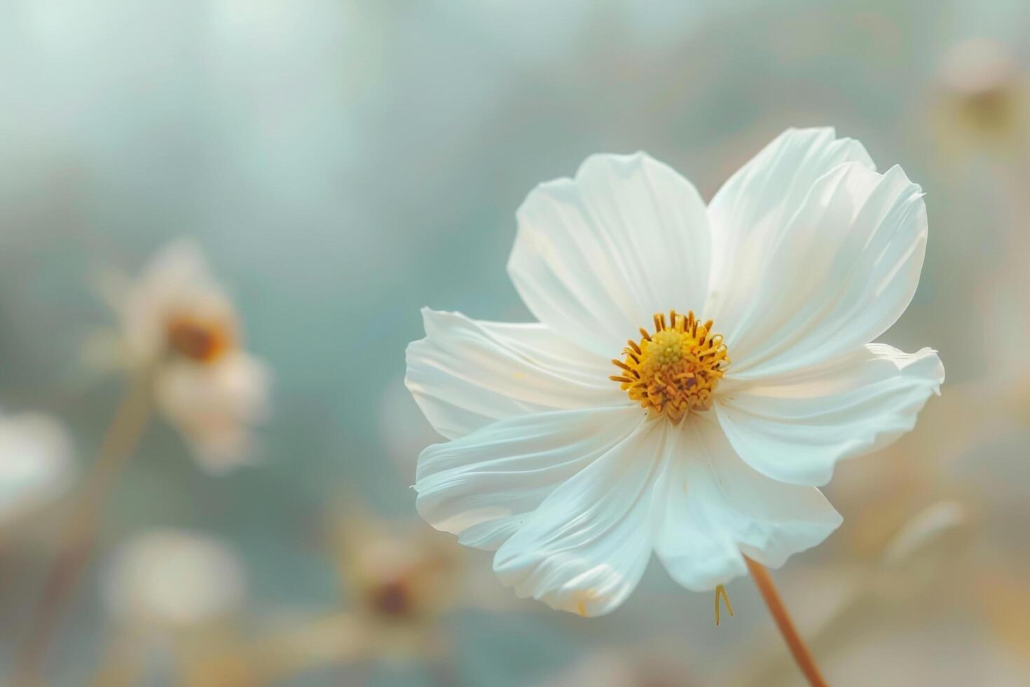 white cosmos flower with blurred background background photo