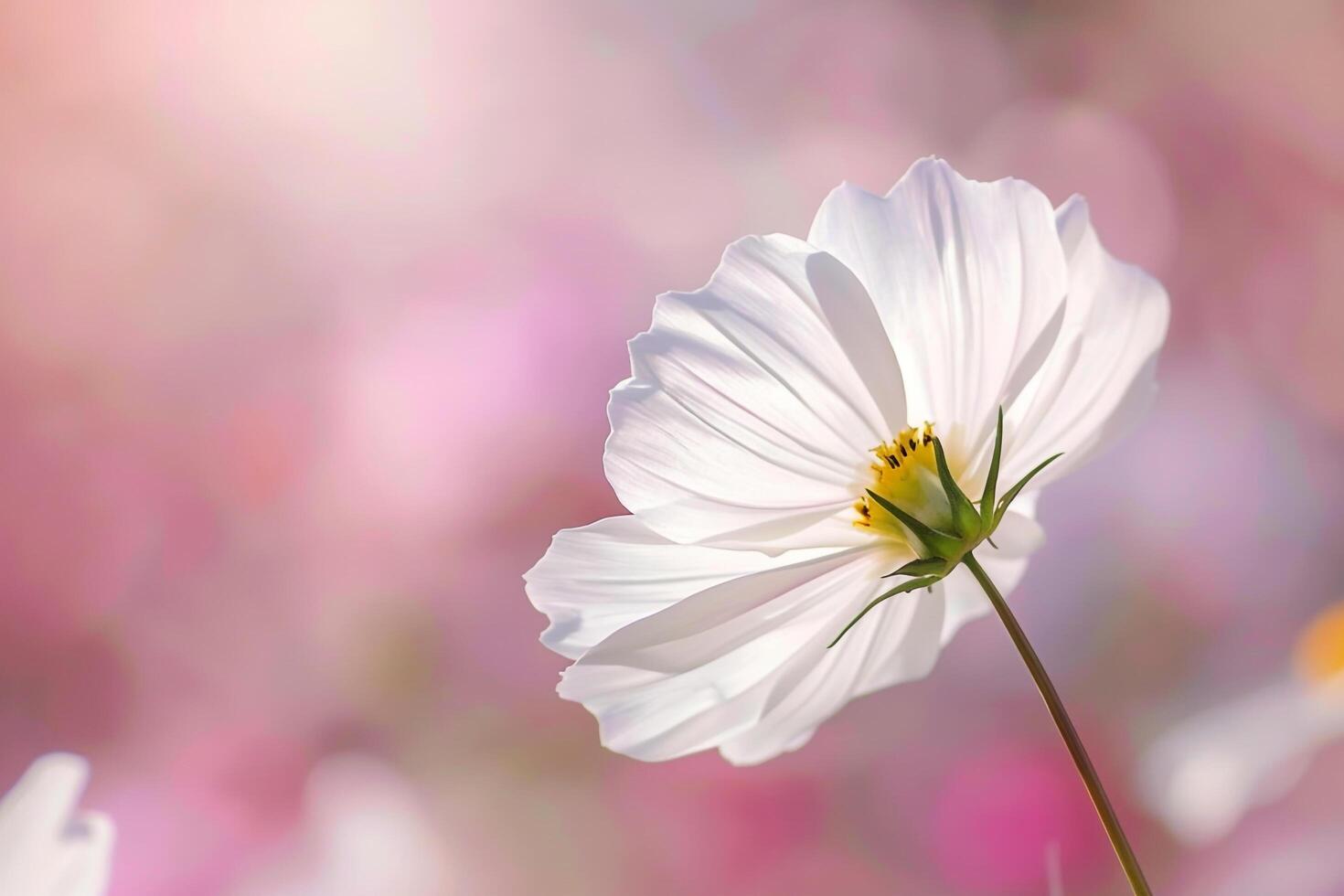 white cosmos flower on pink background background photo