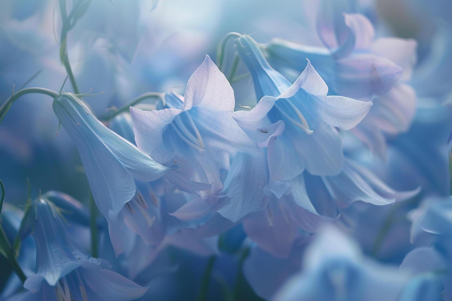 blue flowers are shown in a field of blue flowers background photo