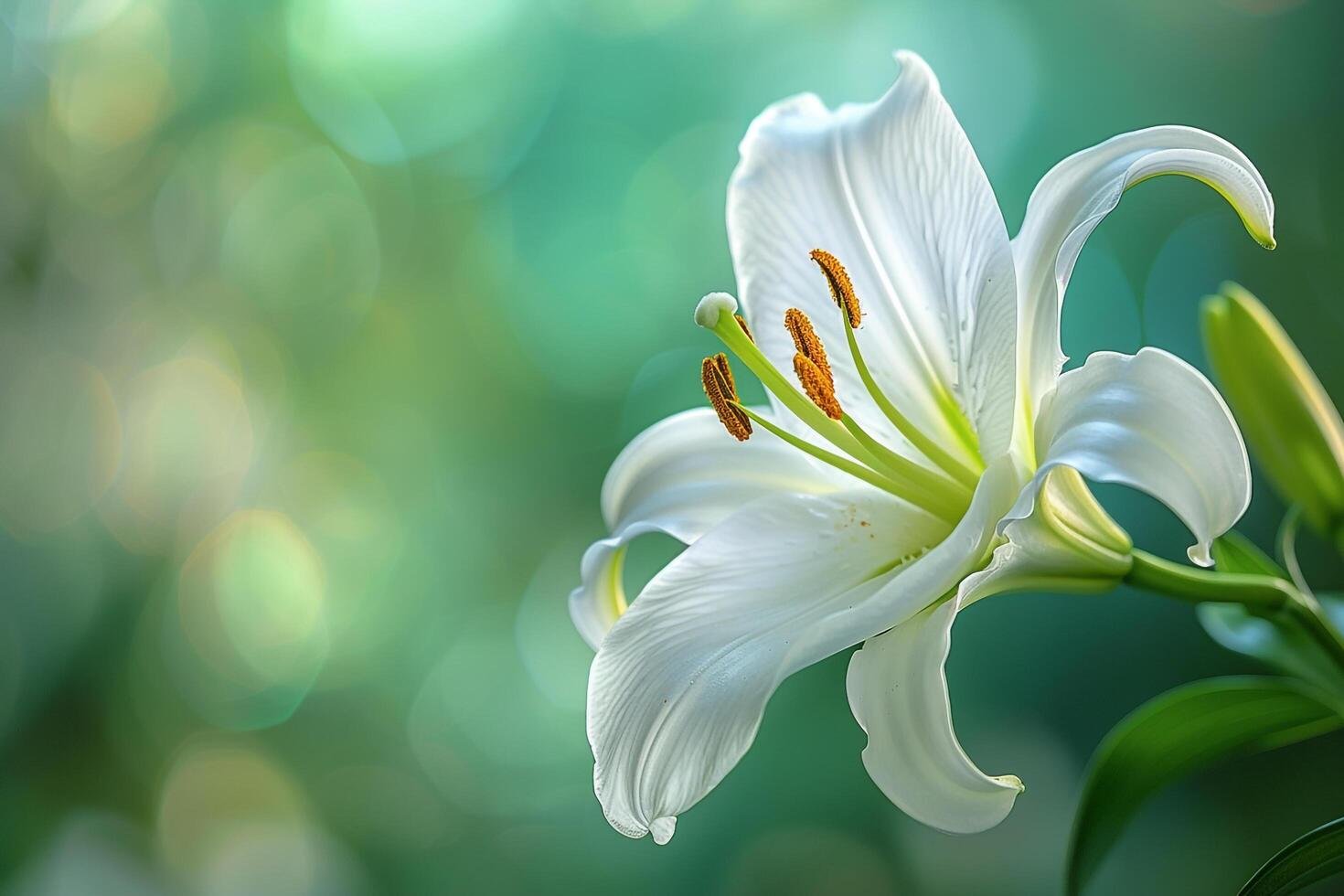 a white lily on a green background photo
