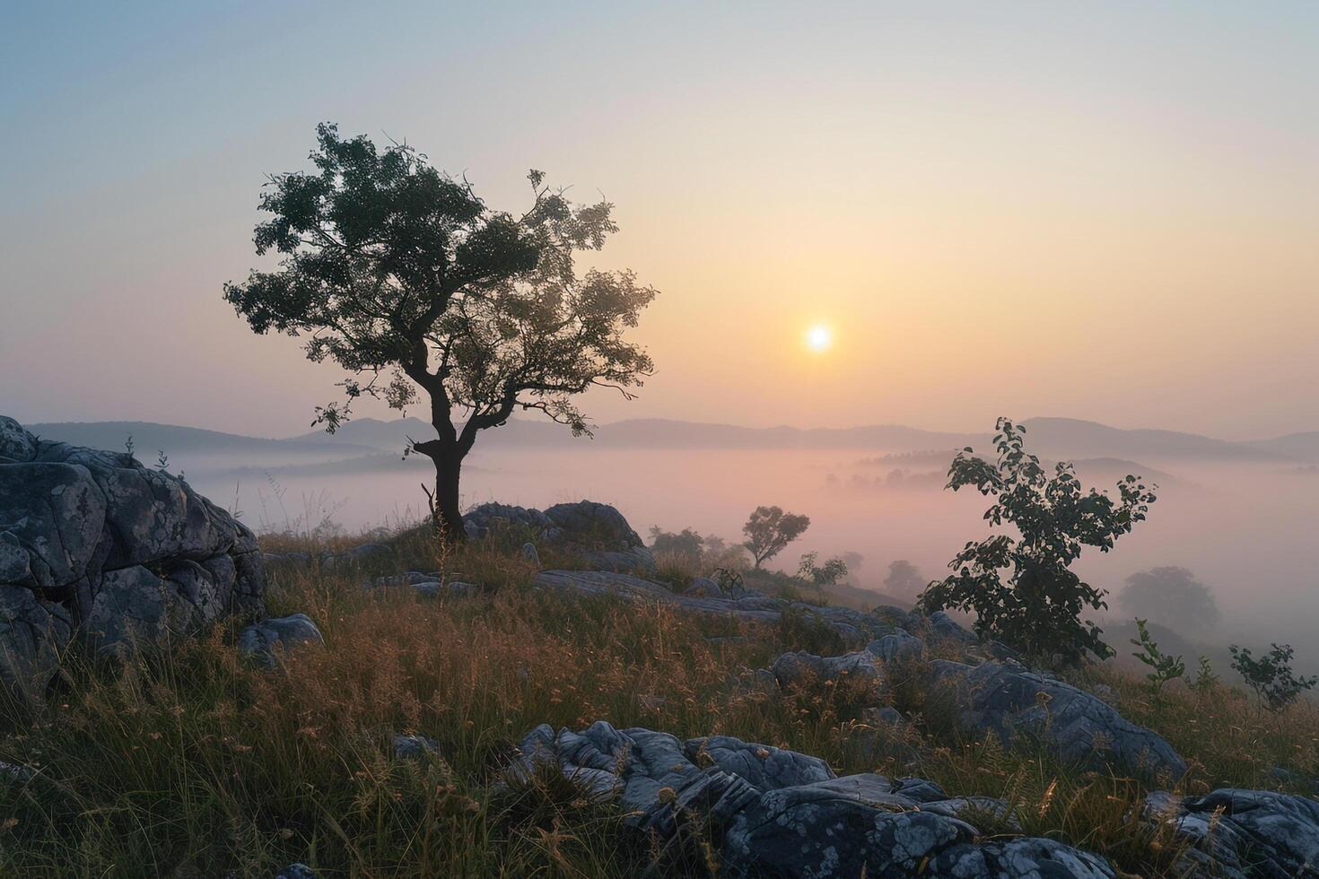 a lone tree on a hill with fog in the background photo