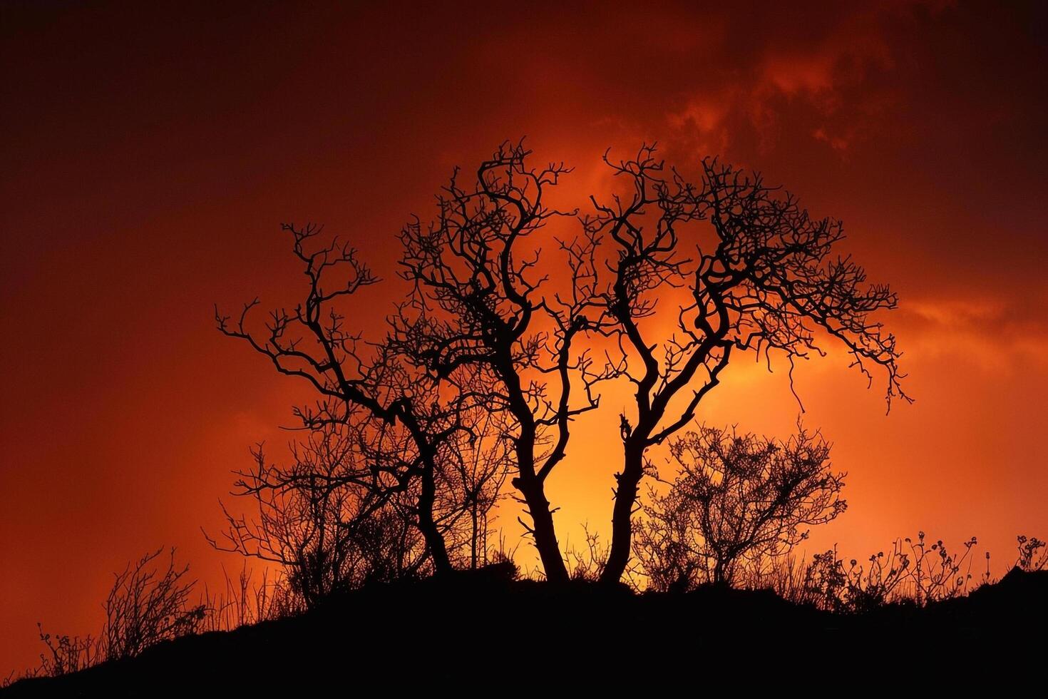 a tree silhouetted against a red sky background photo