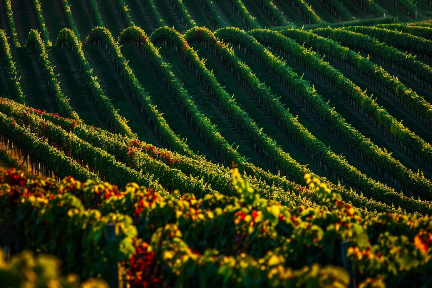 vineyards in the sun background photo