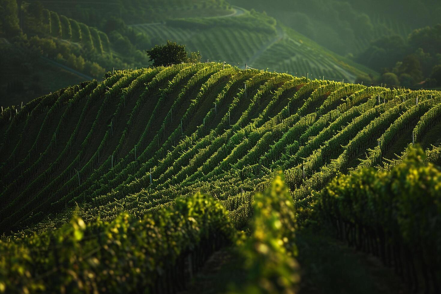 a vineyard field with rows of green vines background photo