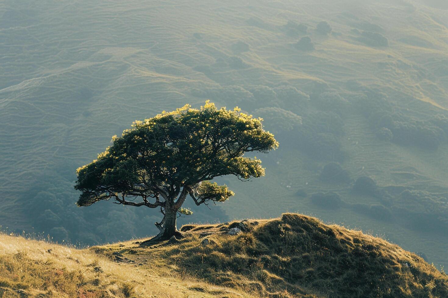 a lone tree on a hillside background photo