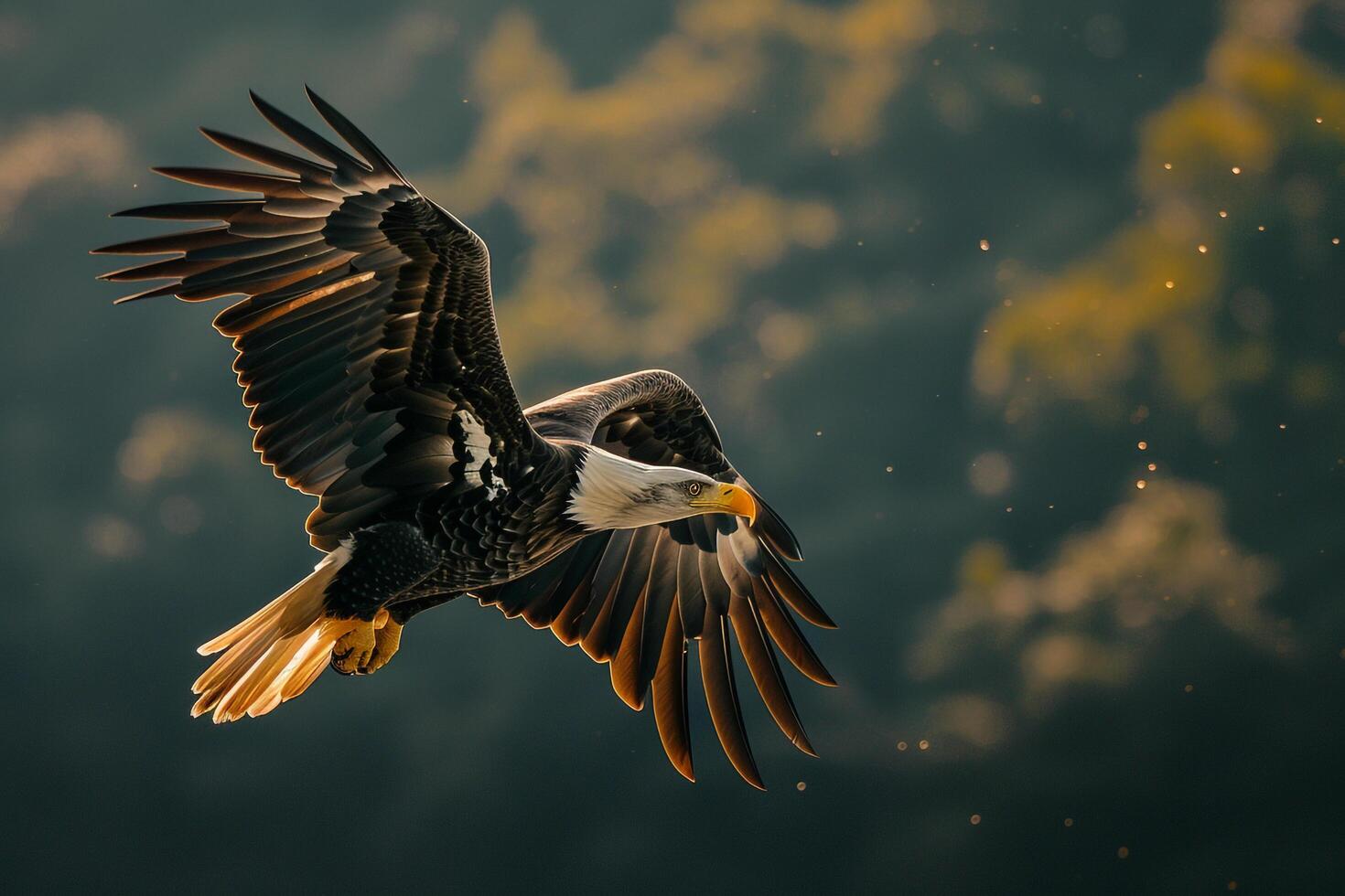 a bald eagle flying in the air with its wings spread background photo