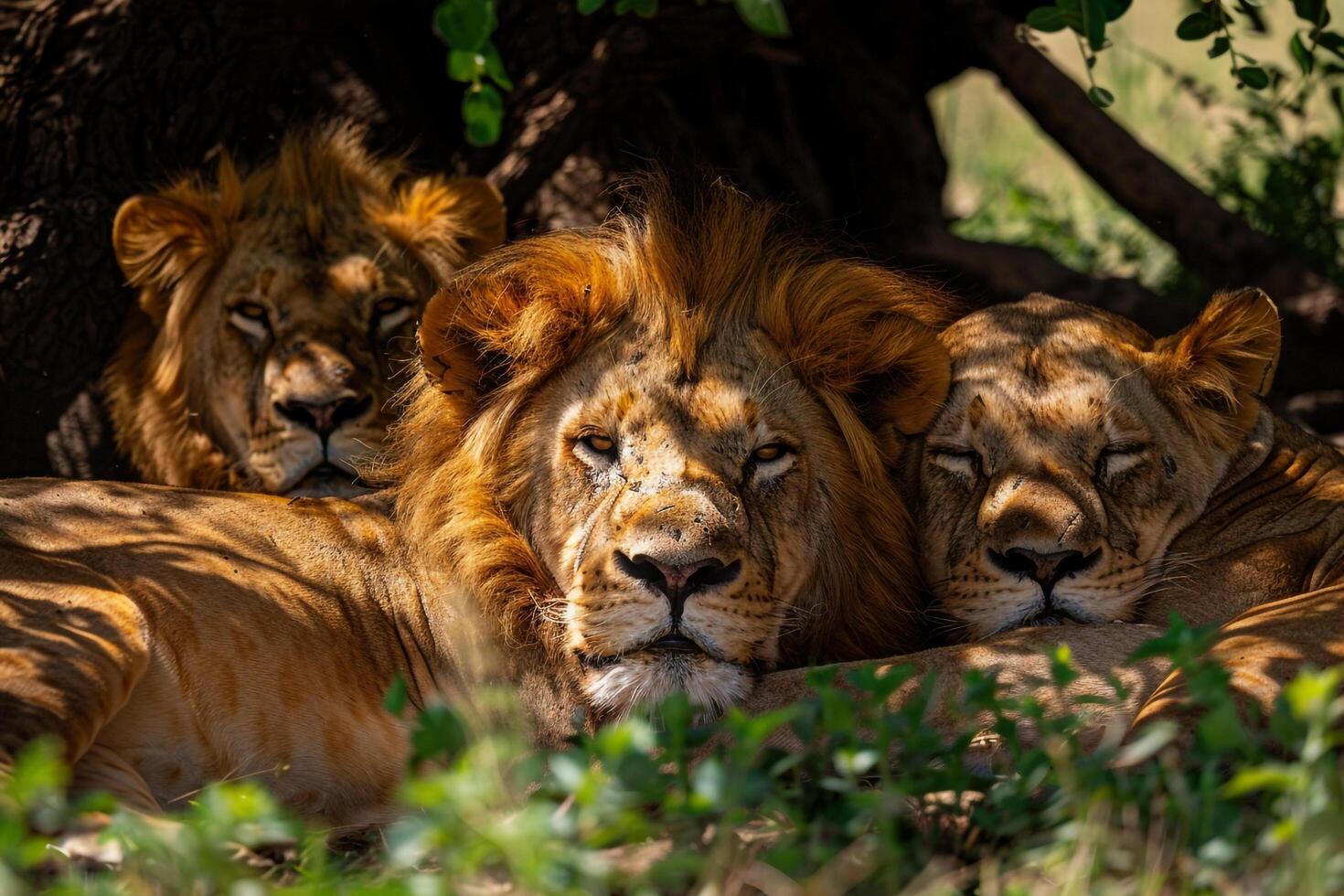 three lions resting under a tree background photo