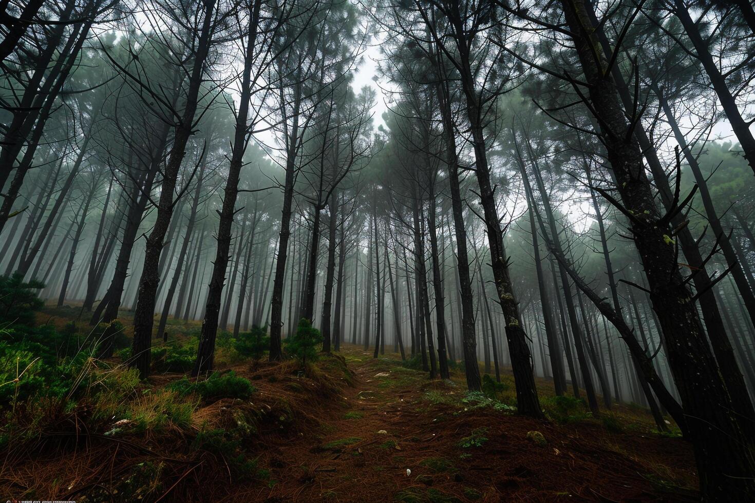 A Path in the Woods with Background photo