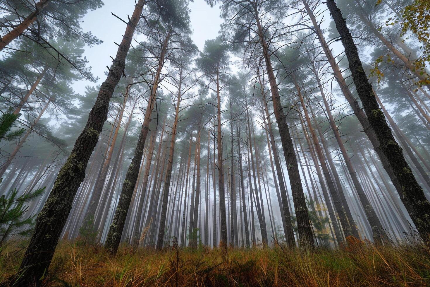 A Forest with Tall Trees in the Foggy Background photo