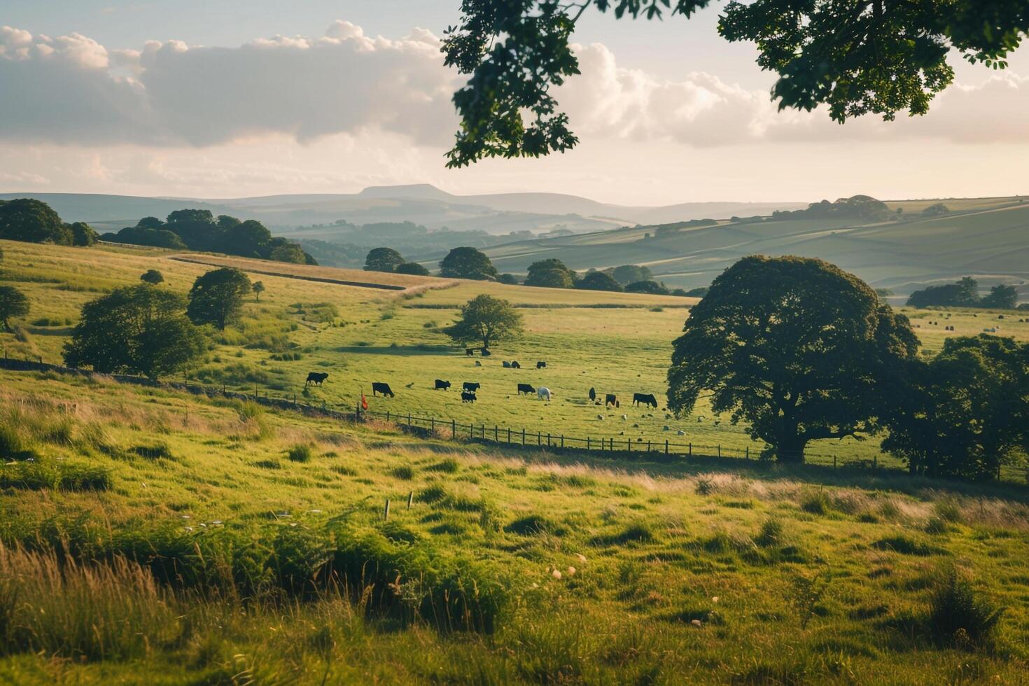 A Field with Cows Grazing in It Background photo