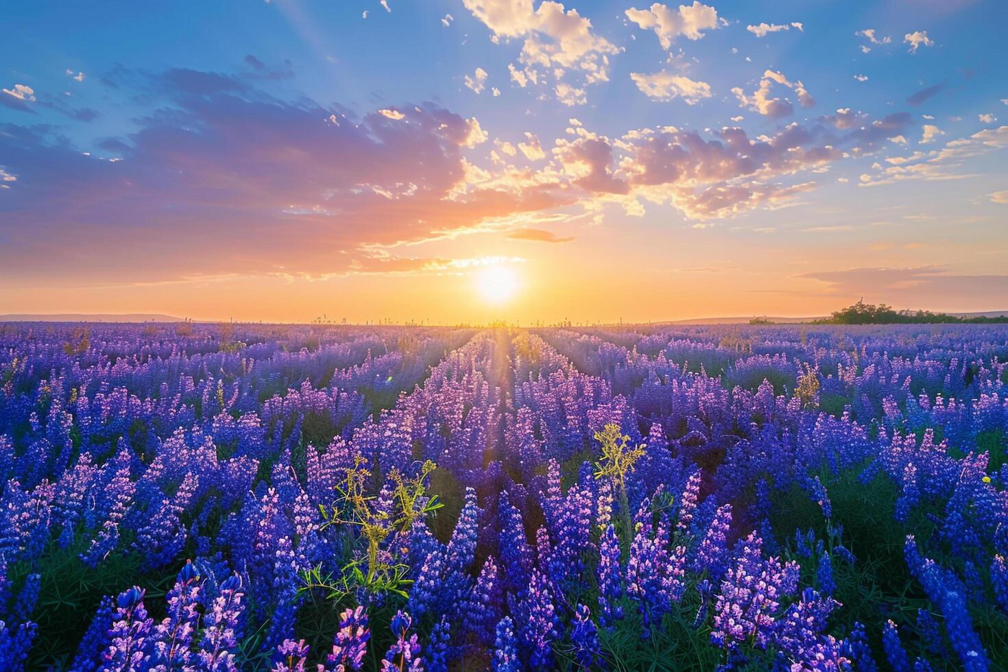 Lupin Field at Sunset Background photo