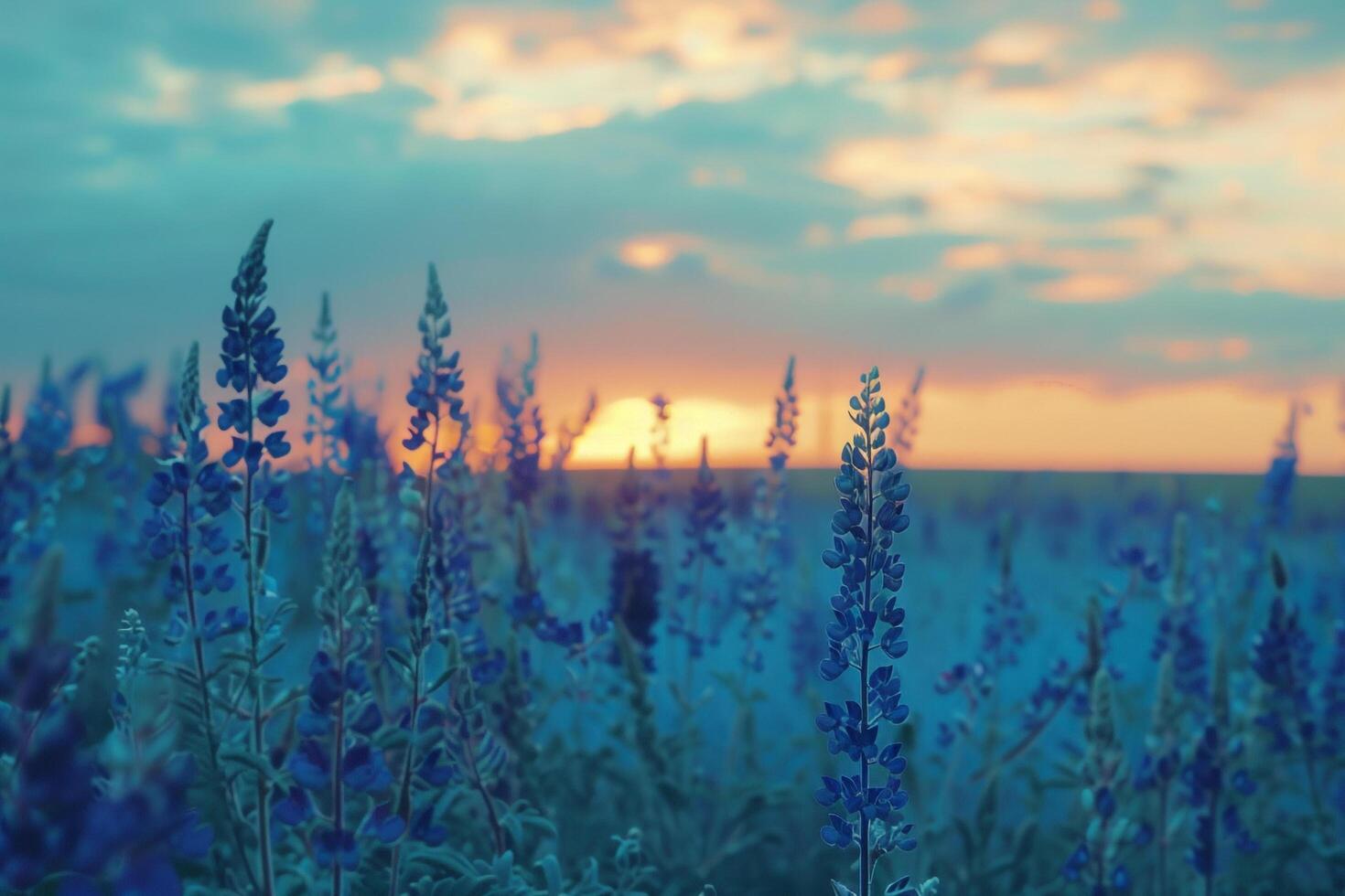 A Field of Blue Flowers at Sunset Background photo
