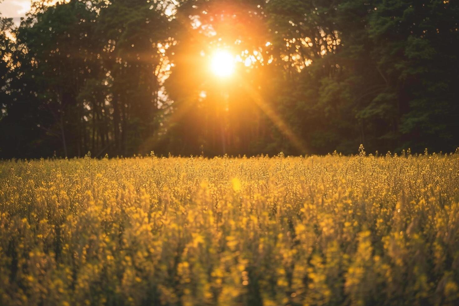 the sun is setting over a field of yellow flowers background photo