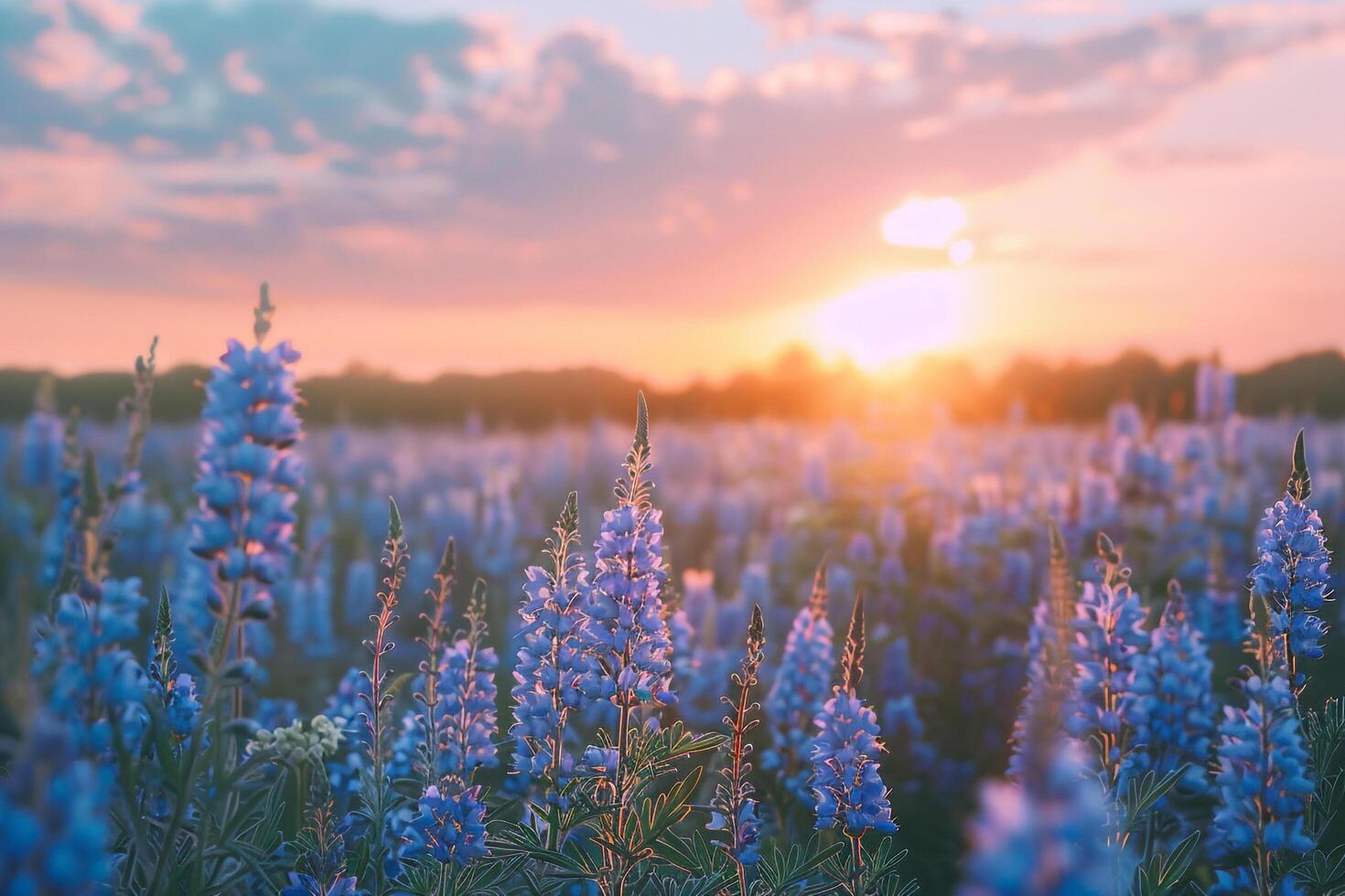 a field of blue flowers at sunset background photo