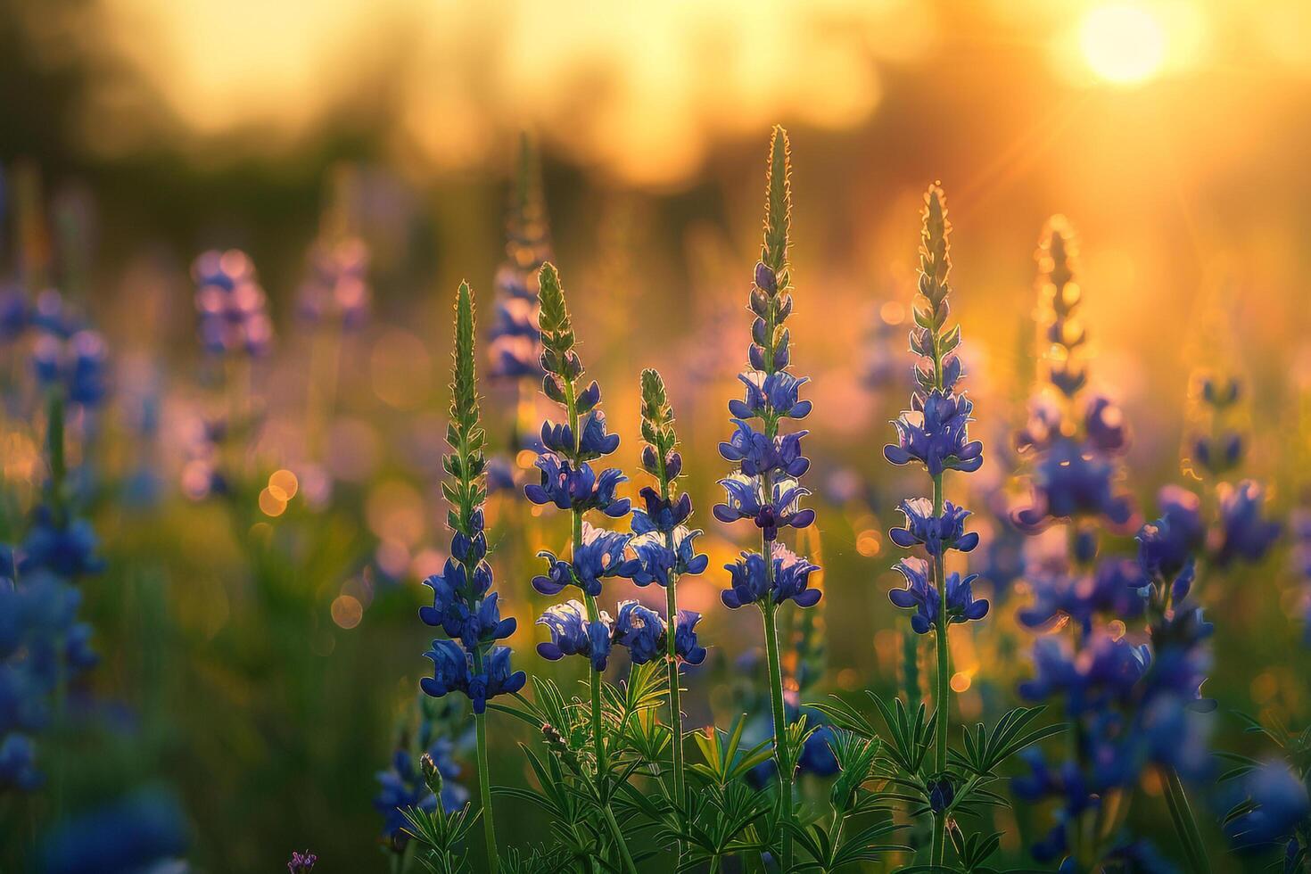 blue flowers in a field at sunset background photo