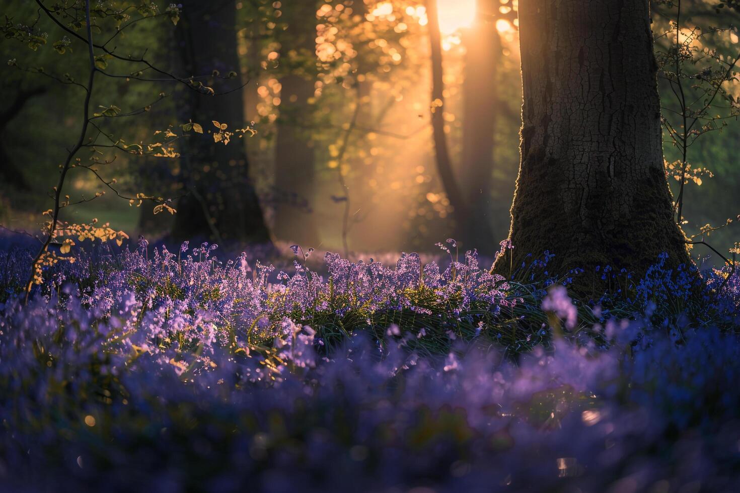 bluebells in the sun background photo