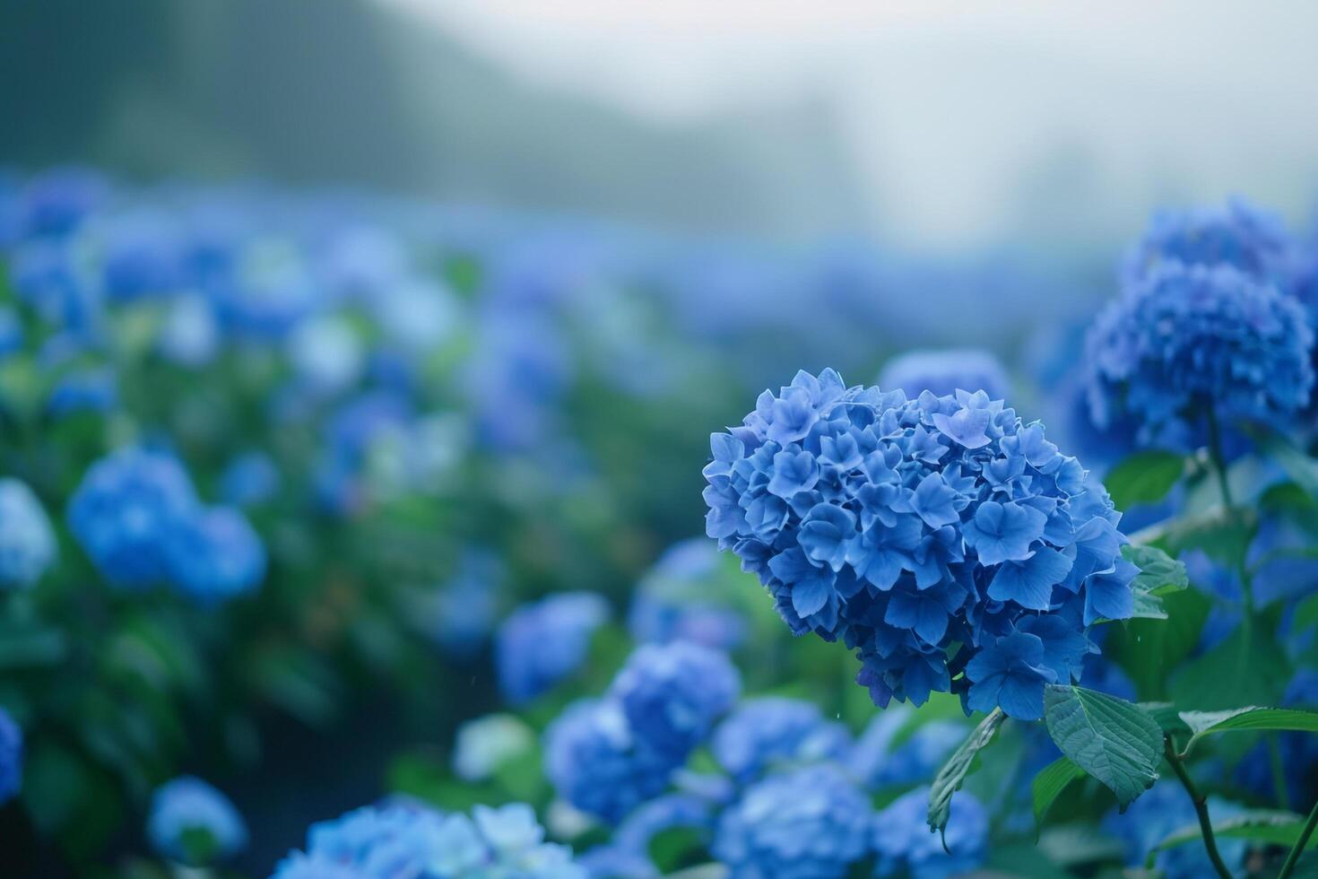 blue hydrangea flowers in the mist background photo