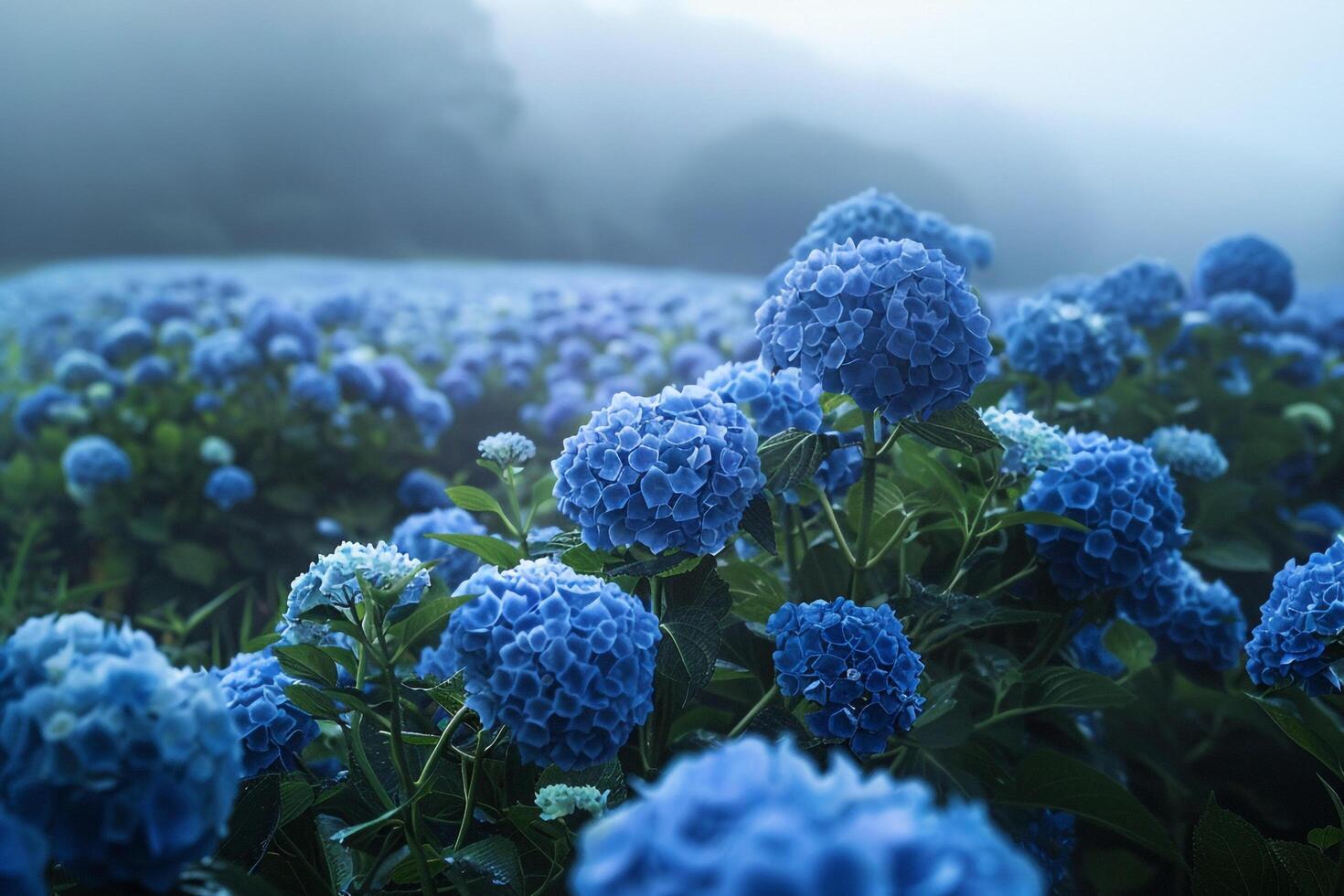 blue flowers in the fog background photo