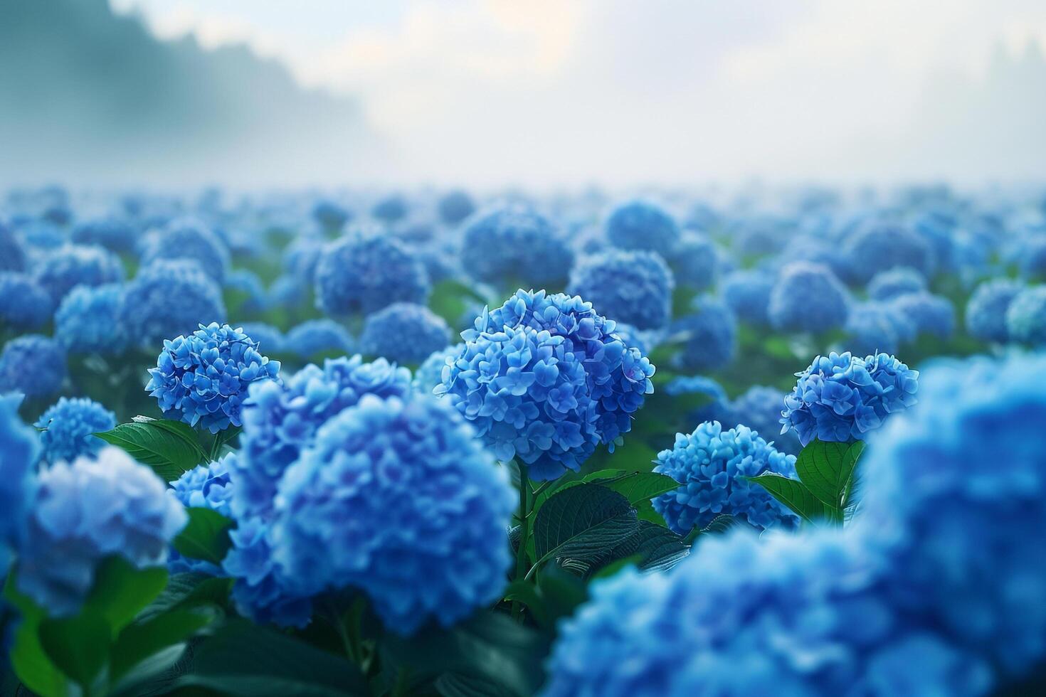 blue hydrangea flowers in the mist background photo