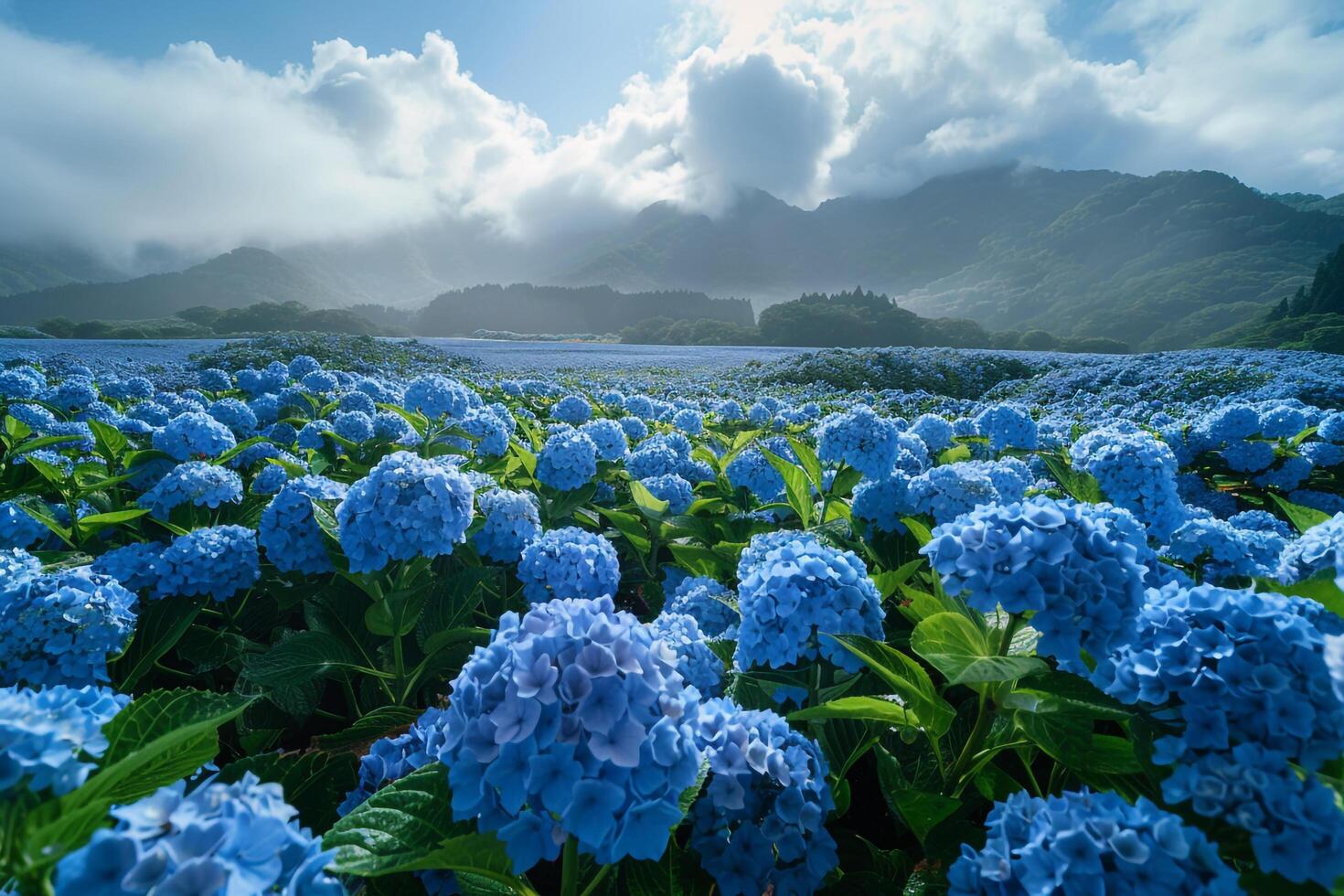 blue hydrangea field in the mountains background photo