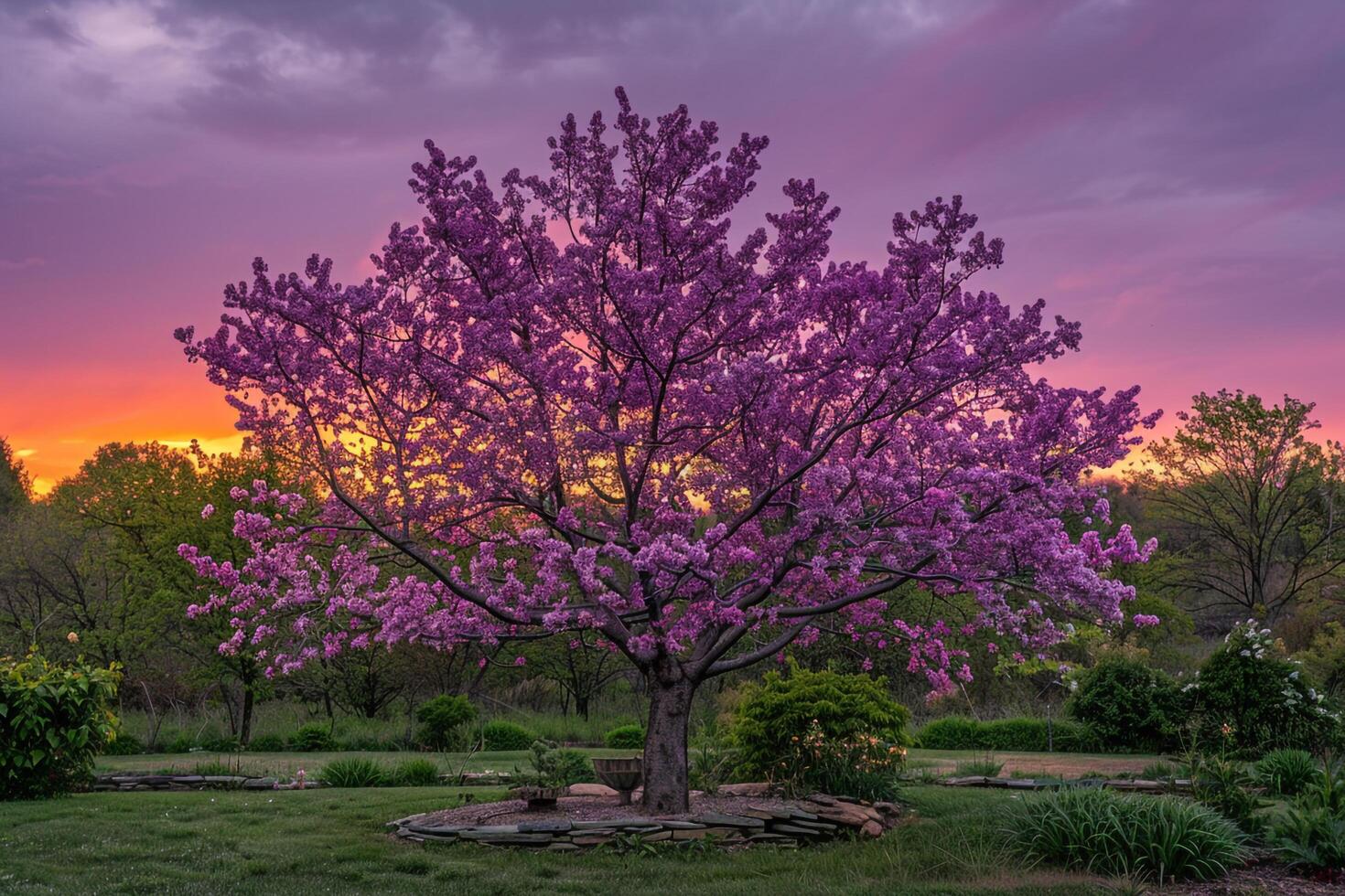 a purple tree in a garden with a sunset behind it background photo