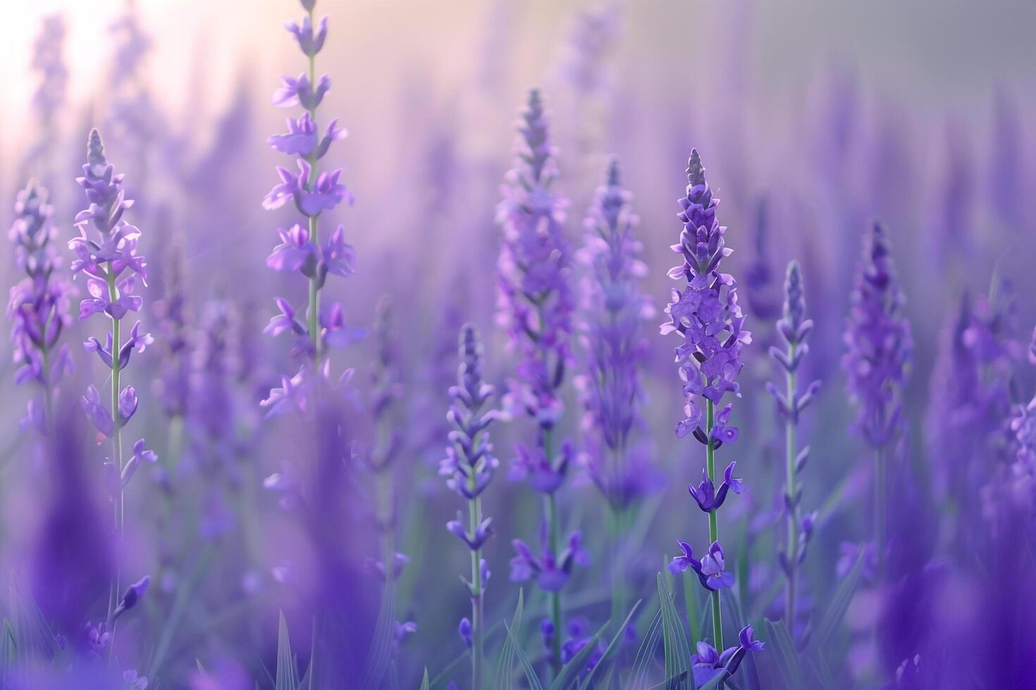 a field of lavender flowers with the sun shining through background photo