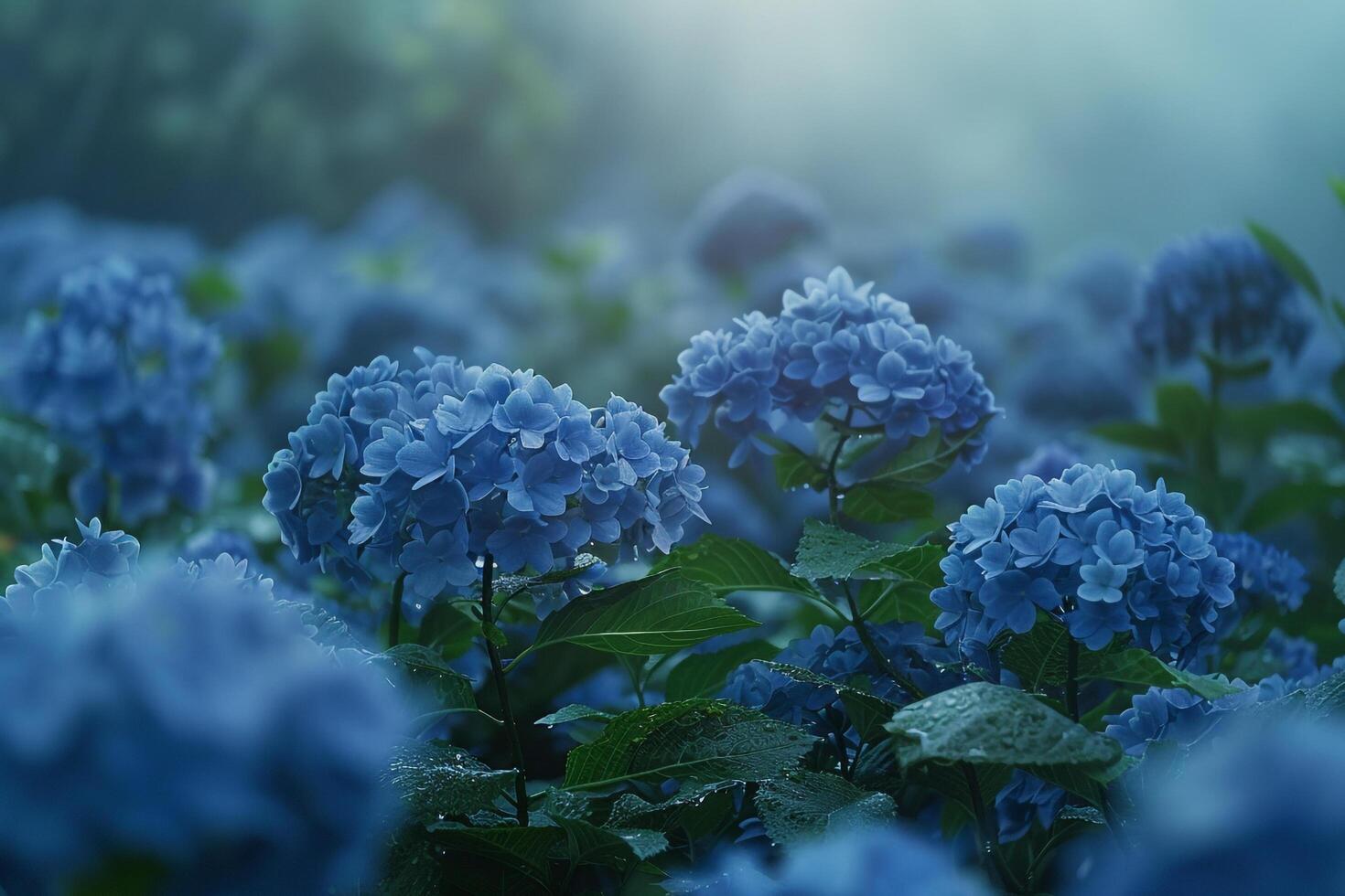 blue flowers in the fog with sunlight shining through background photo