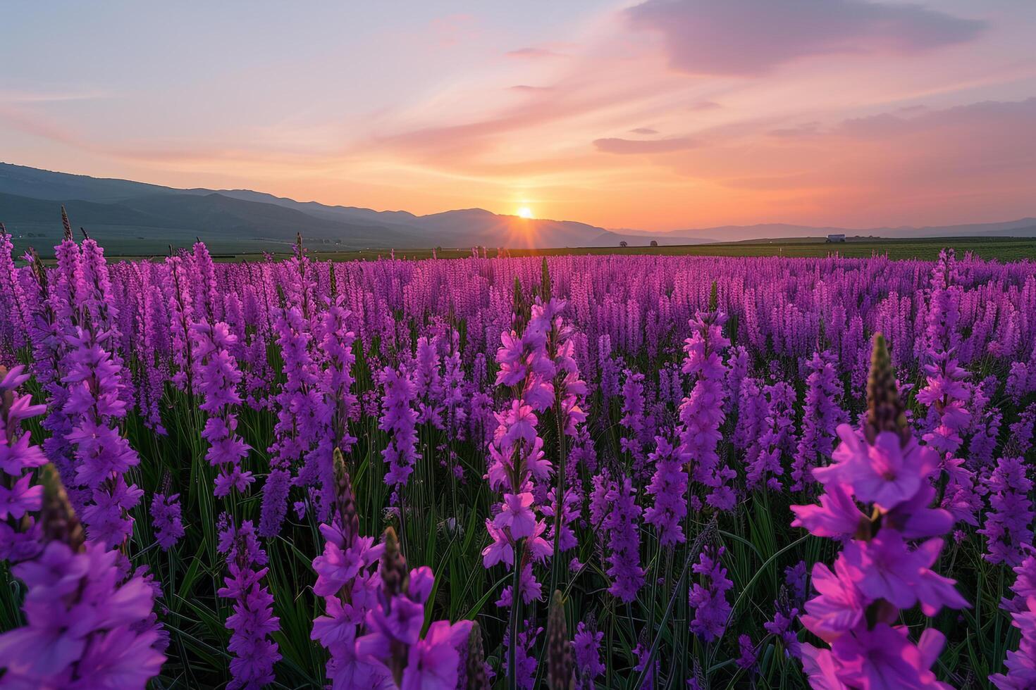 a field of purple flowers at sunset background photo