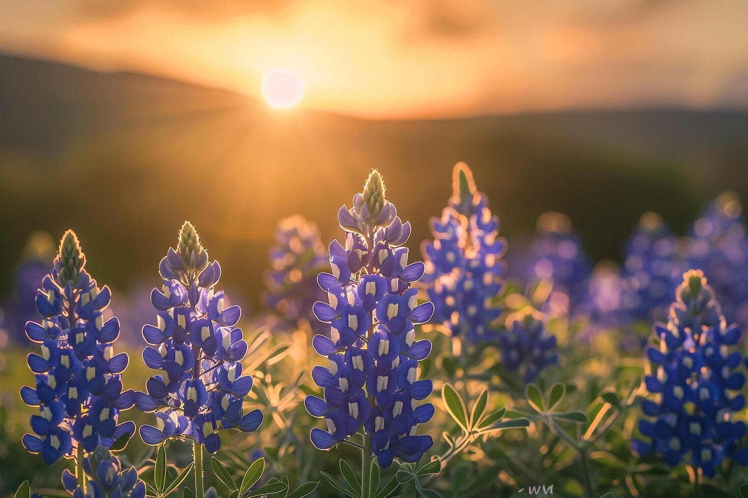Bluebonnets at sunset with background photo