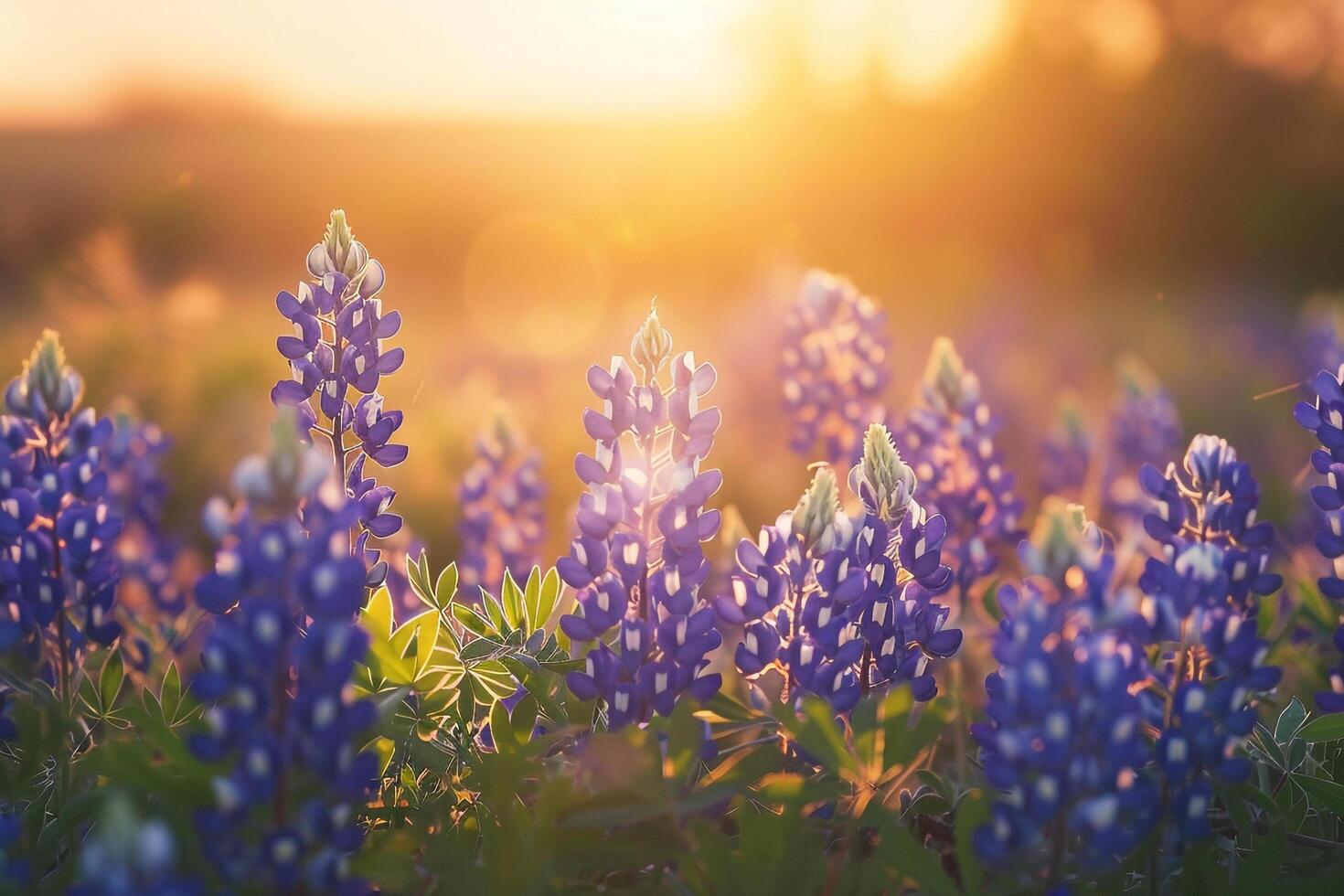 Bluebonnets at sunset with background photo