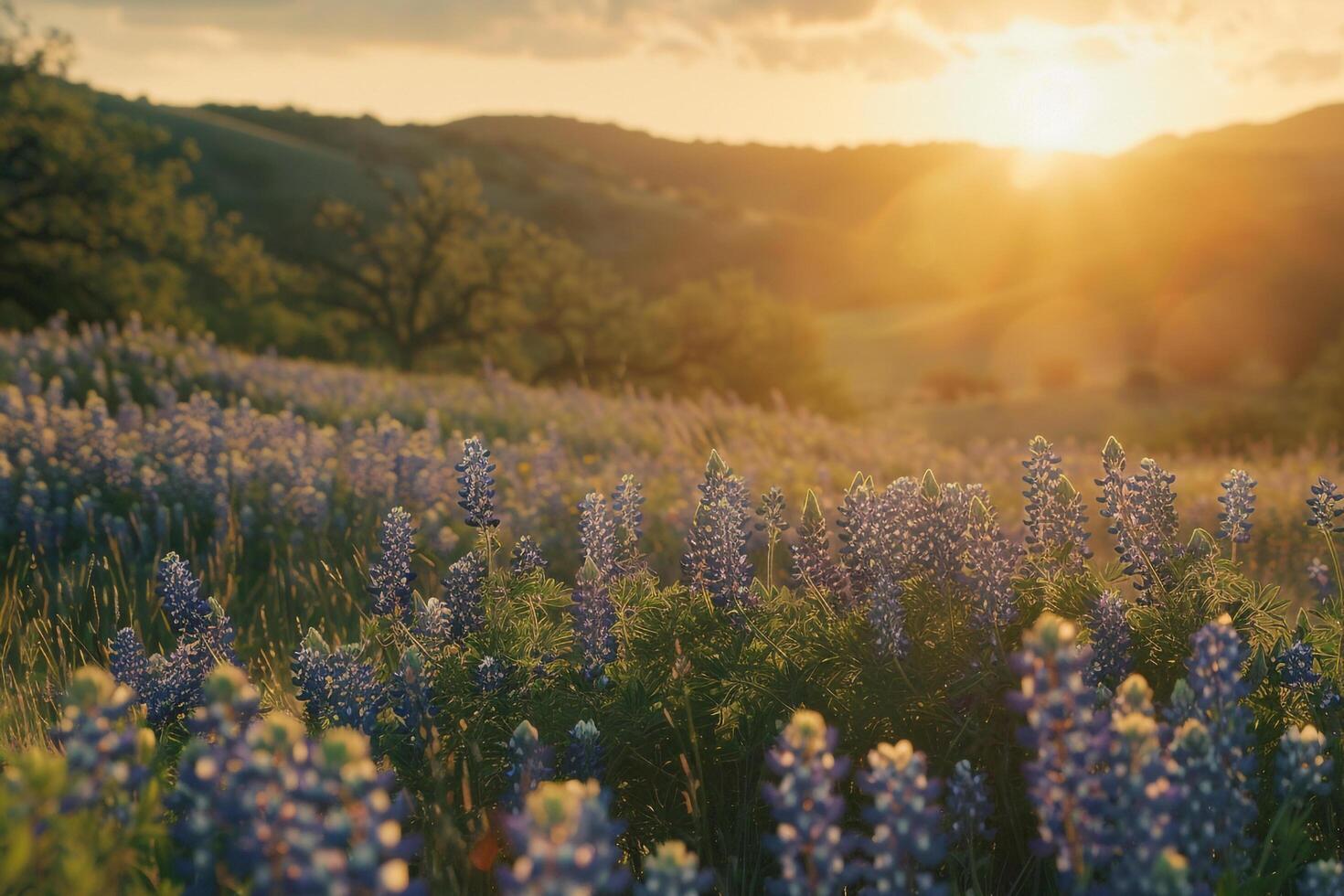 A field of blue lupine flowers at sunset with background photo