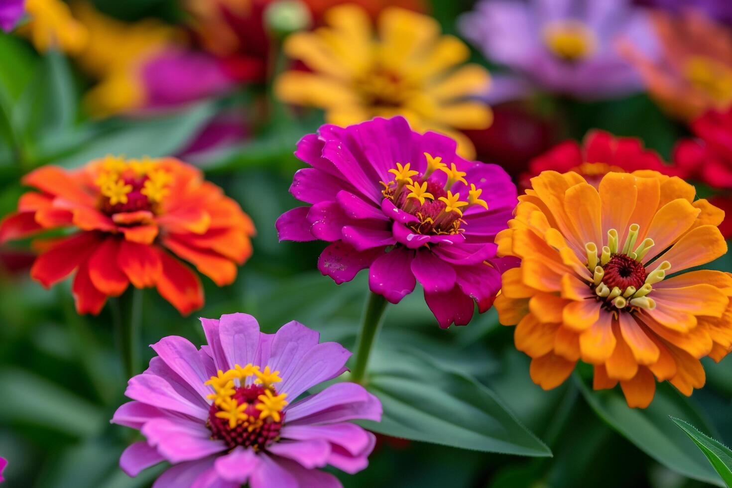 Colorful Flowers Shown in a Garden with a Vibrant Background photo