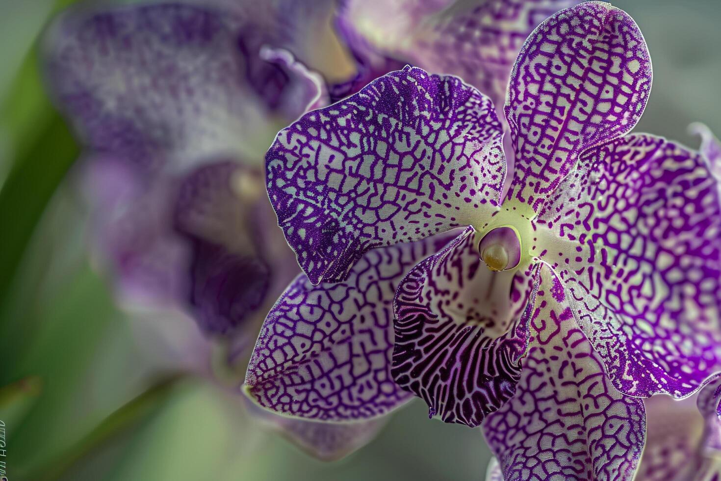 A Purple Orchid with White Spots on It with a Scenic Background photo