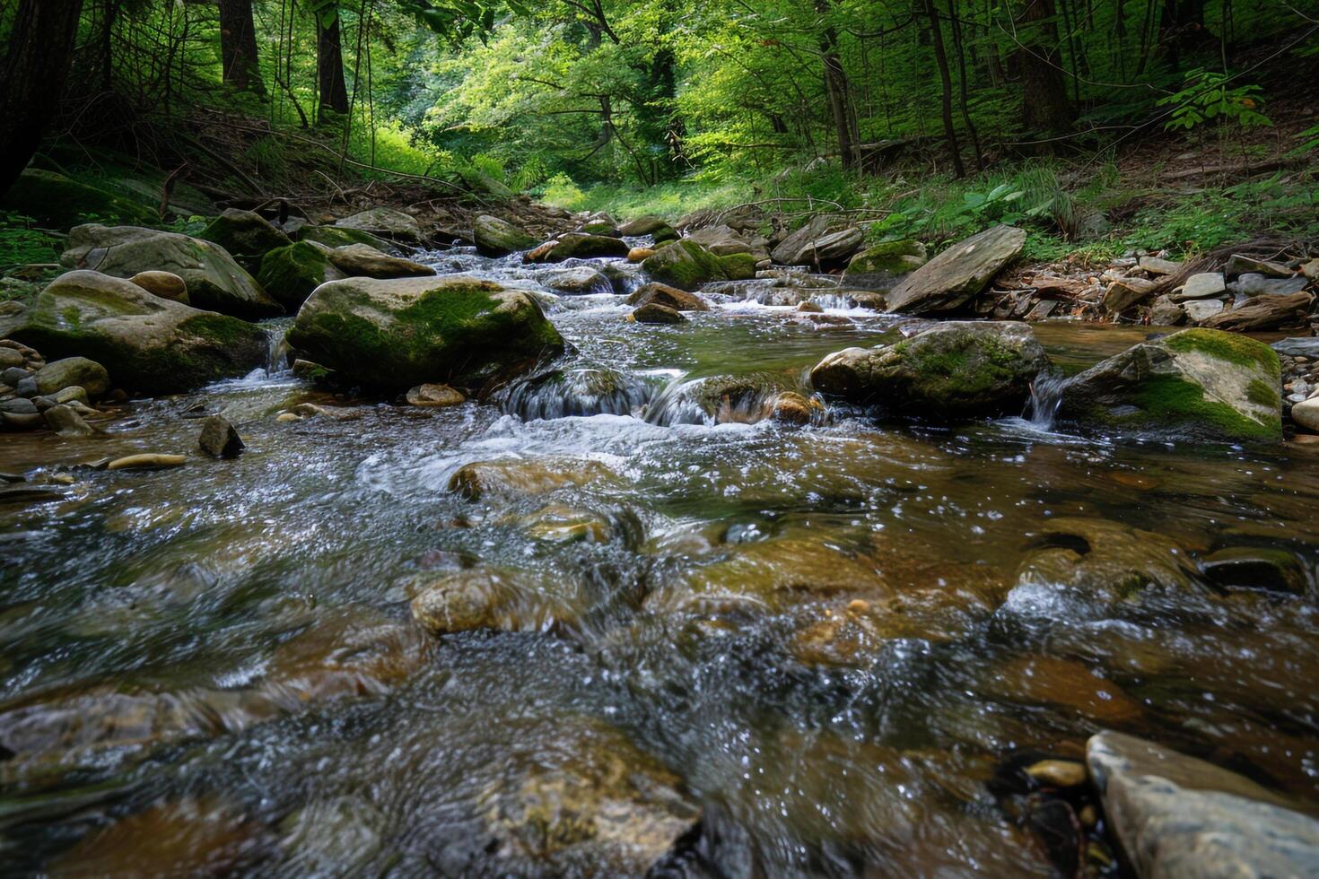 A Stream Running Through a Forest with a Scenic Background photo